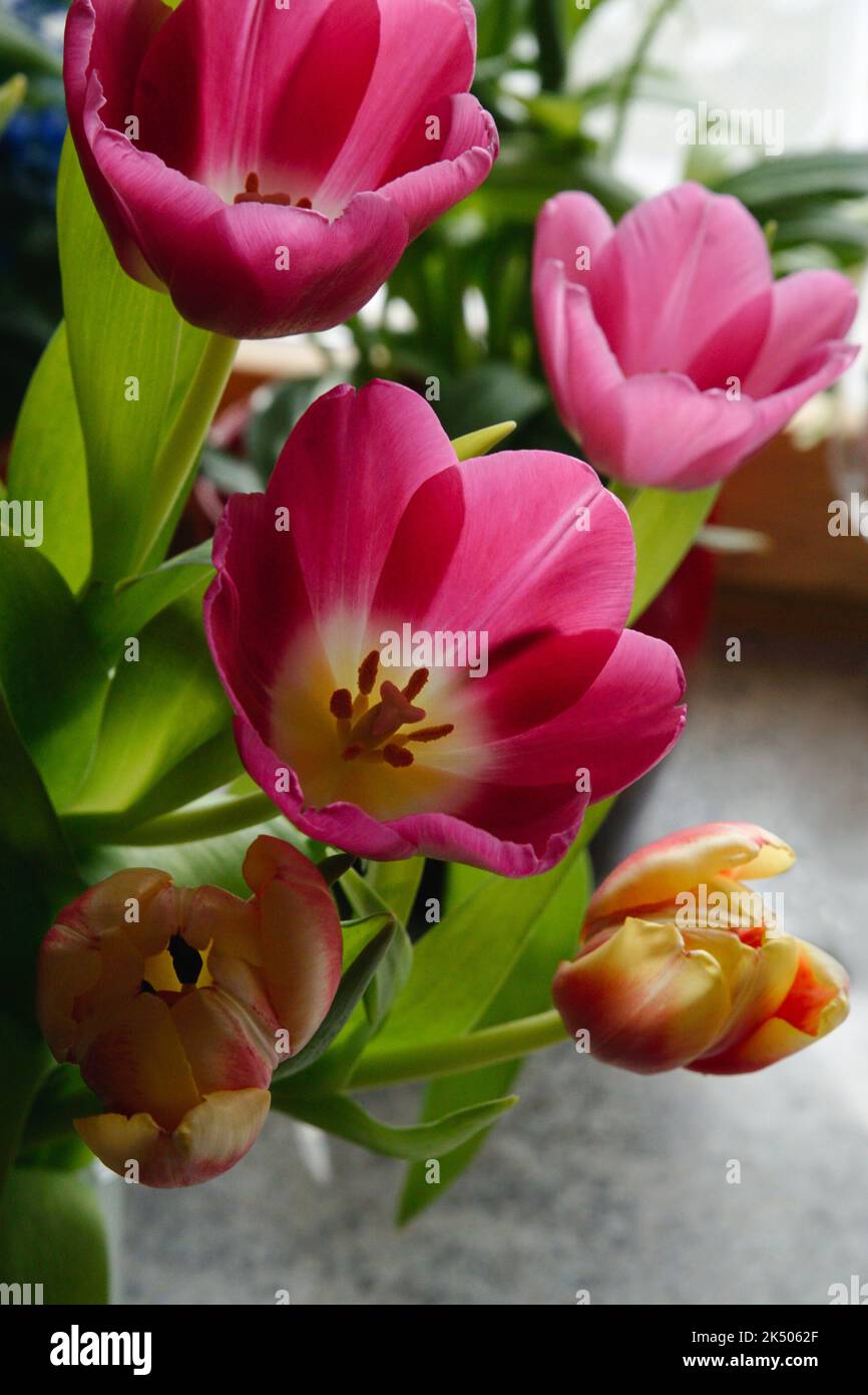 Tulpenblüten - Tulpenstrauß Stock Photo