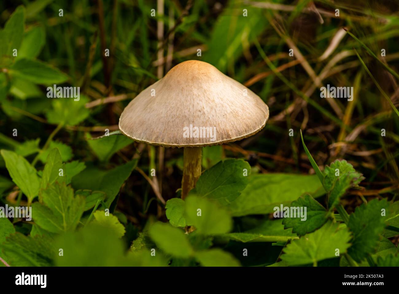 A closeup shot of a single Psathyrella conopilus mushroom in a forest Stock Photo