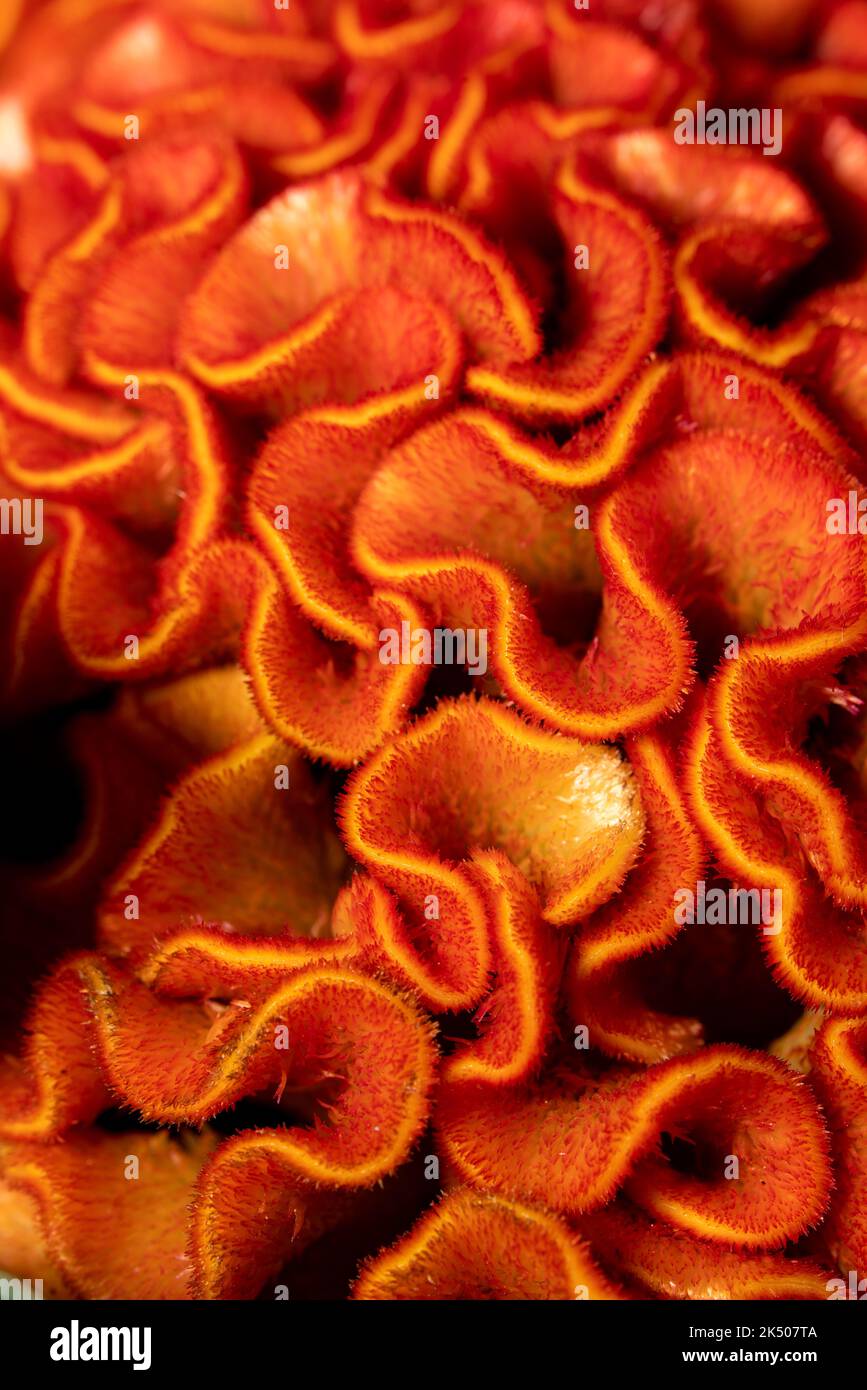 A vertical macro of orange Cockscomb growing in a bouquet Stock Photo ...
