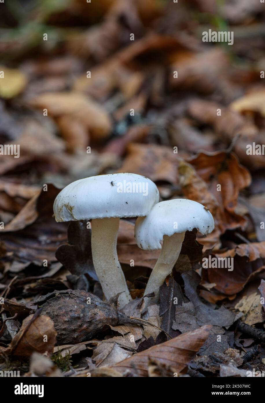 Ivory waxy cap, Hygrophorus eburneus, in beech woodland in autumn. Stock Photo