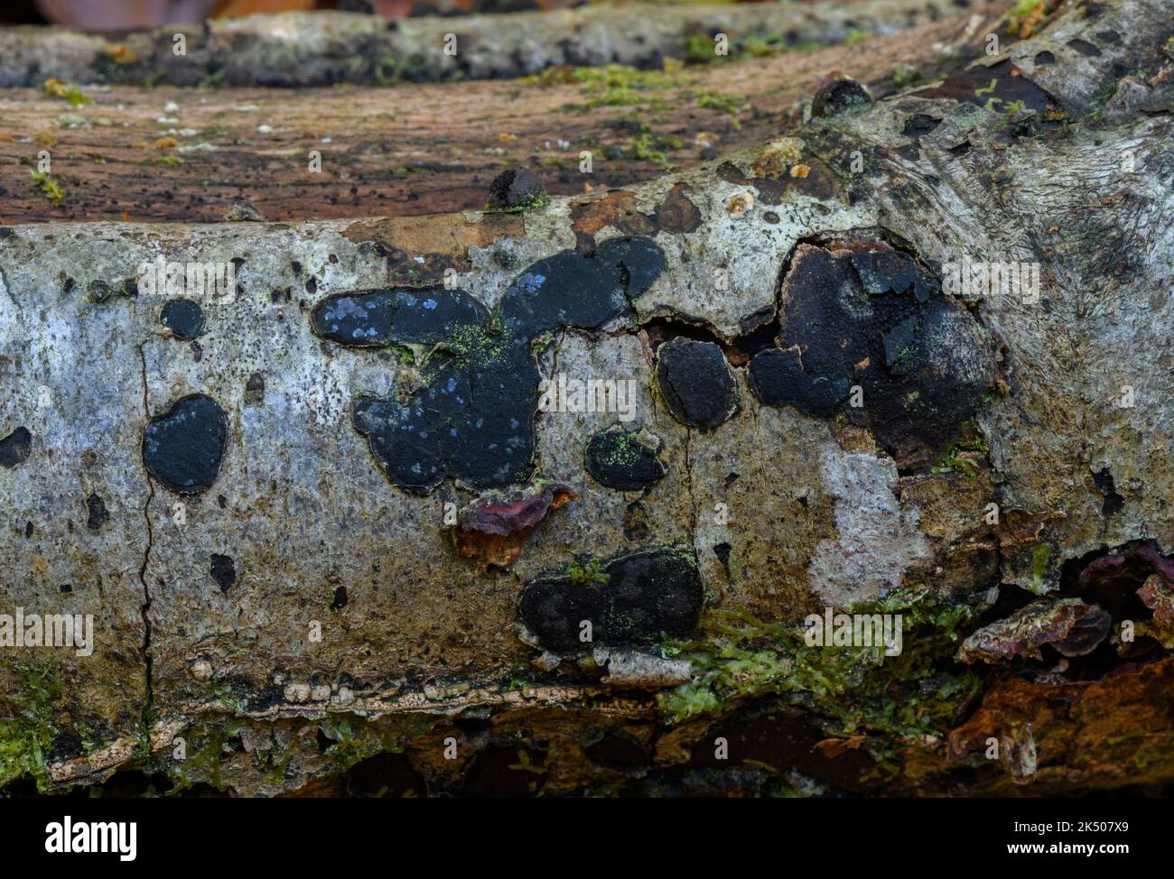 Beech Tarcrust, Biscogniauxia nummularia, pathogenic, ascomycete, Stock Photo