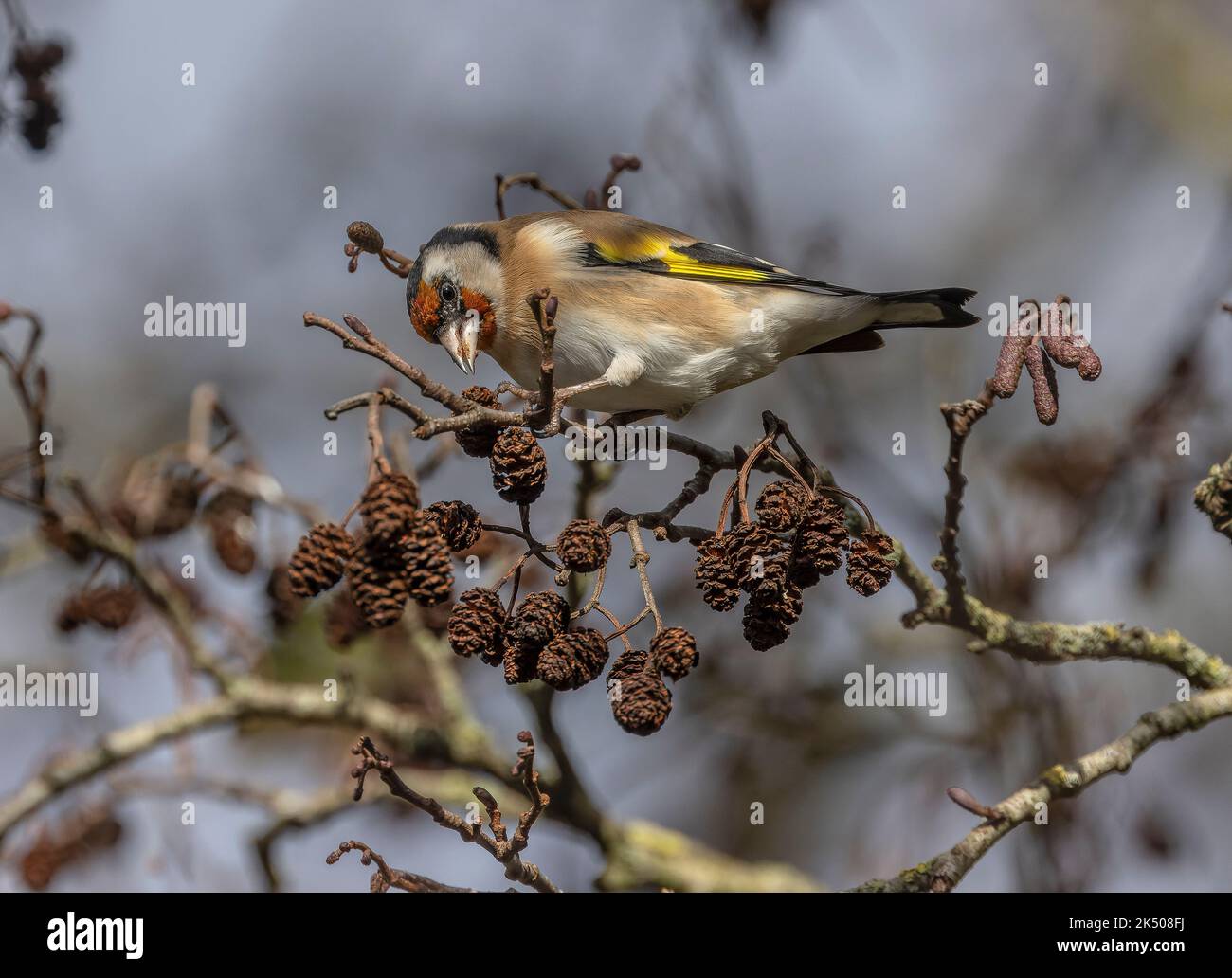 Goldfinch, Carduelis carduelis, feeding on  Common alder cones in early winter. Stock Photo