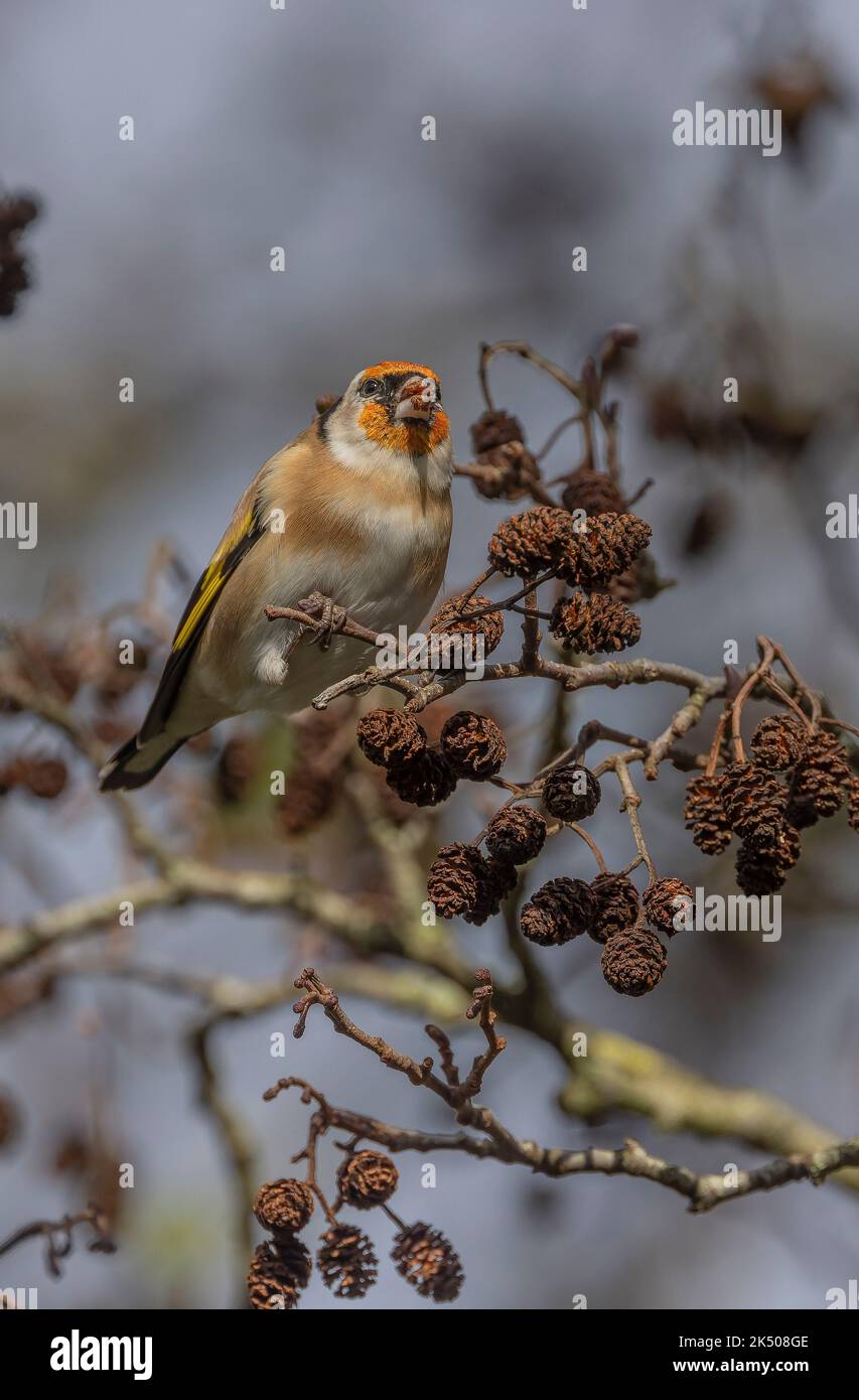 Goldfinch, Carduelis carduelis, feeding on  Common alder cones in early winter. Stock Photo