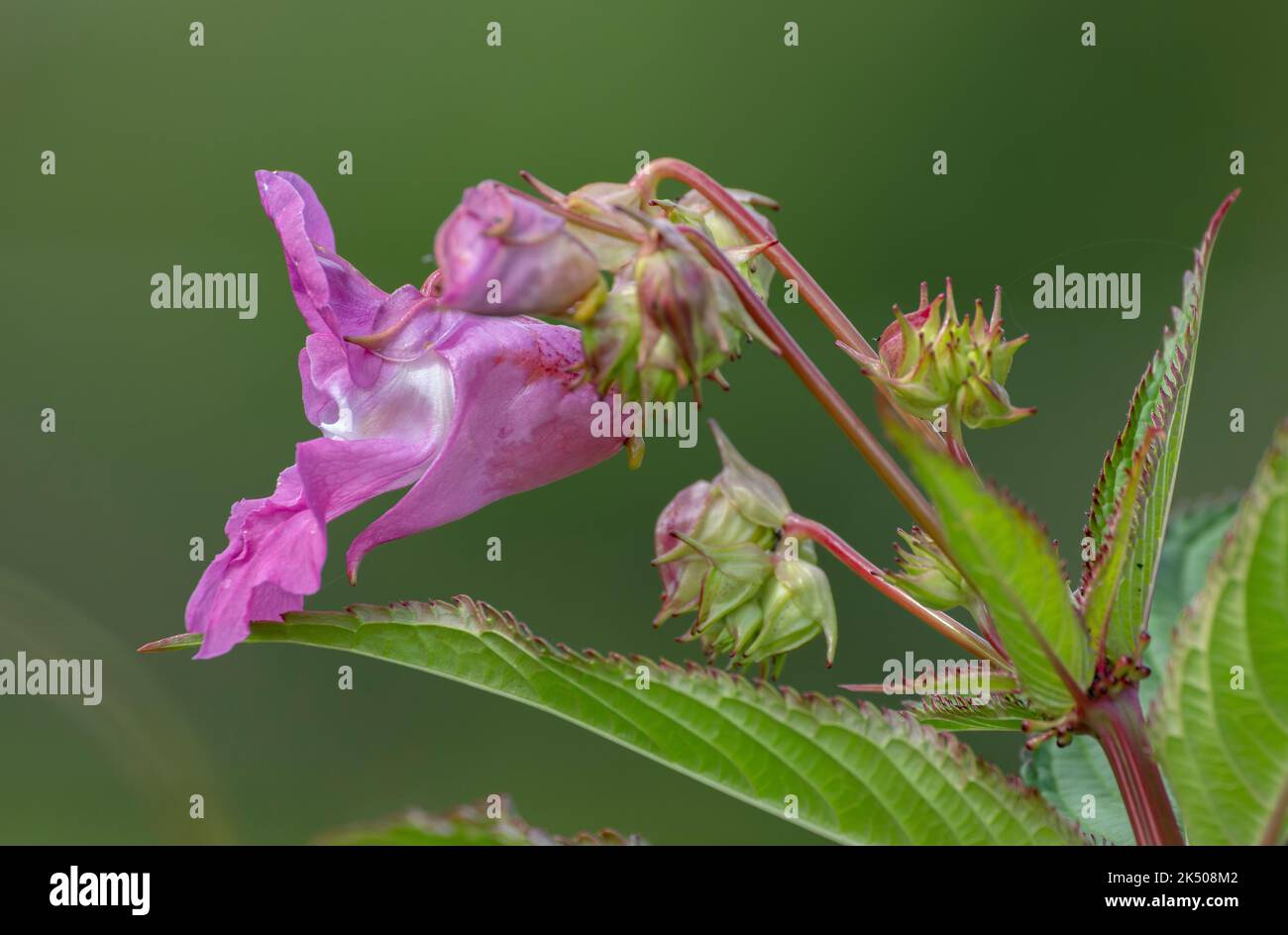 Himalayan balsam, Impatiens glandulifera, in flower on river bank, Dorset. Invading non-native plant. Stock Photo