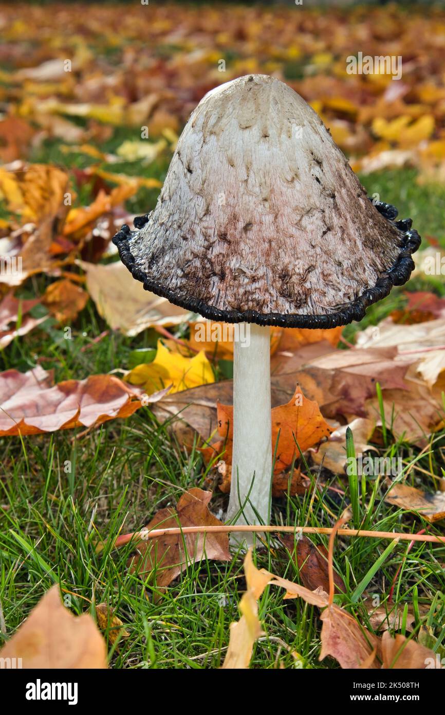 Coprinus comatus, shaggy ink cap mushroom Stock Photo