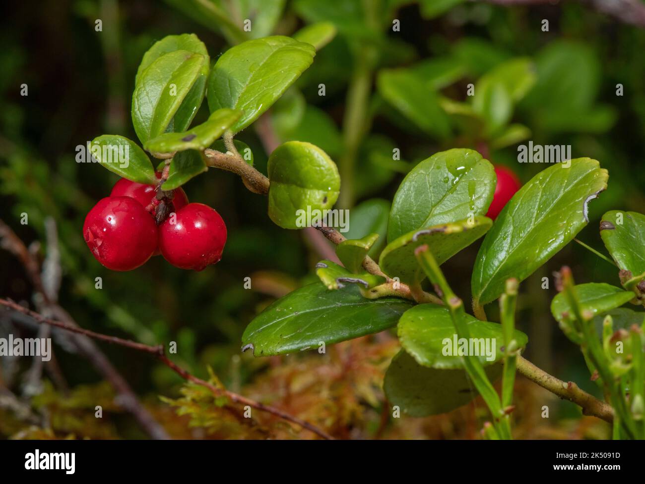 Ripe berries of Cowberry, Vaccinium vitis-idaea, on moorland, Scotland. Stock Photo