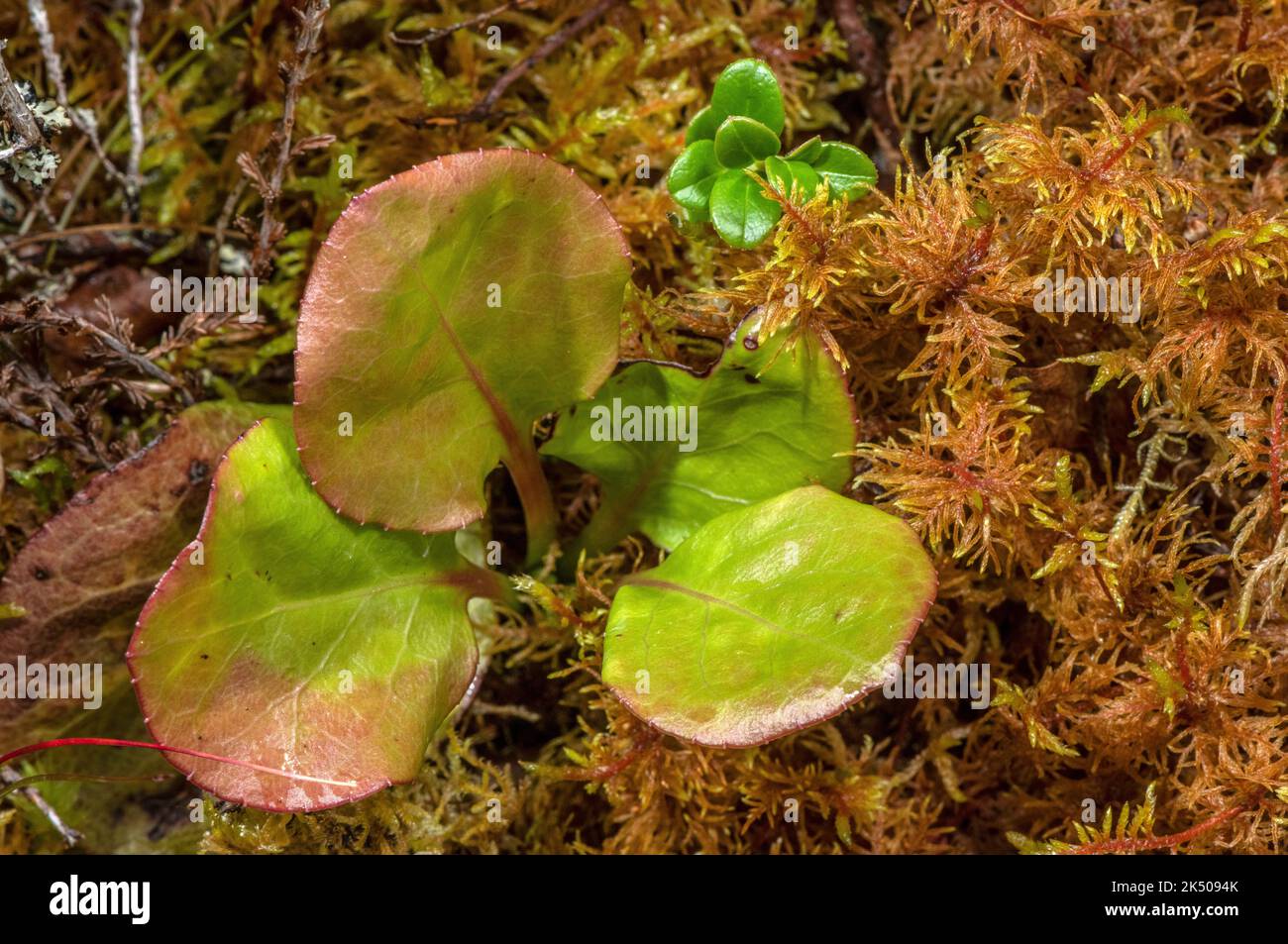 Leaf rosette of Intermediate wintergreen, Pyrola media on moorland, Scotland. Stock Photo