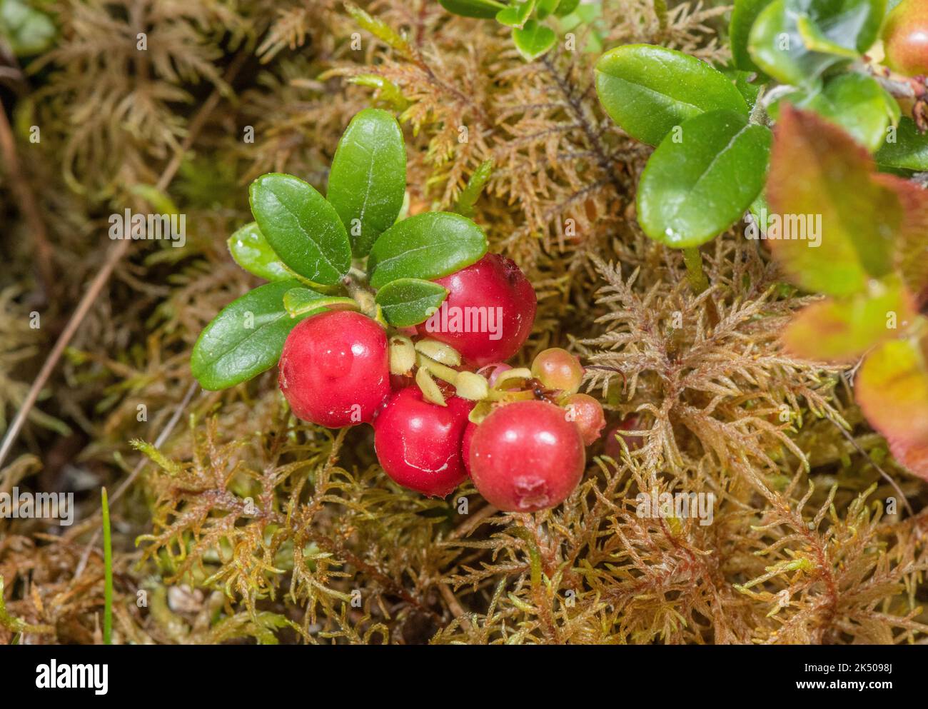 Ripe berries of Cowberry, Vaccinium vitis-idaea, on moorland, Scotland. Stock Photo