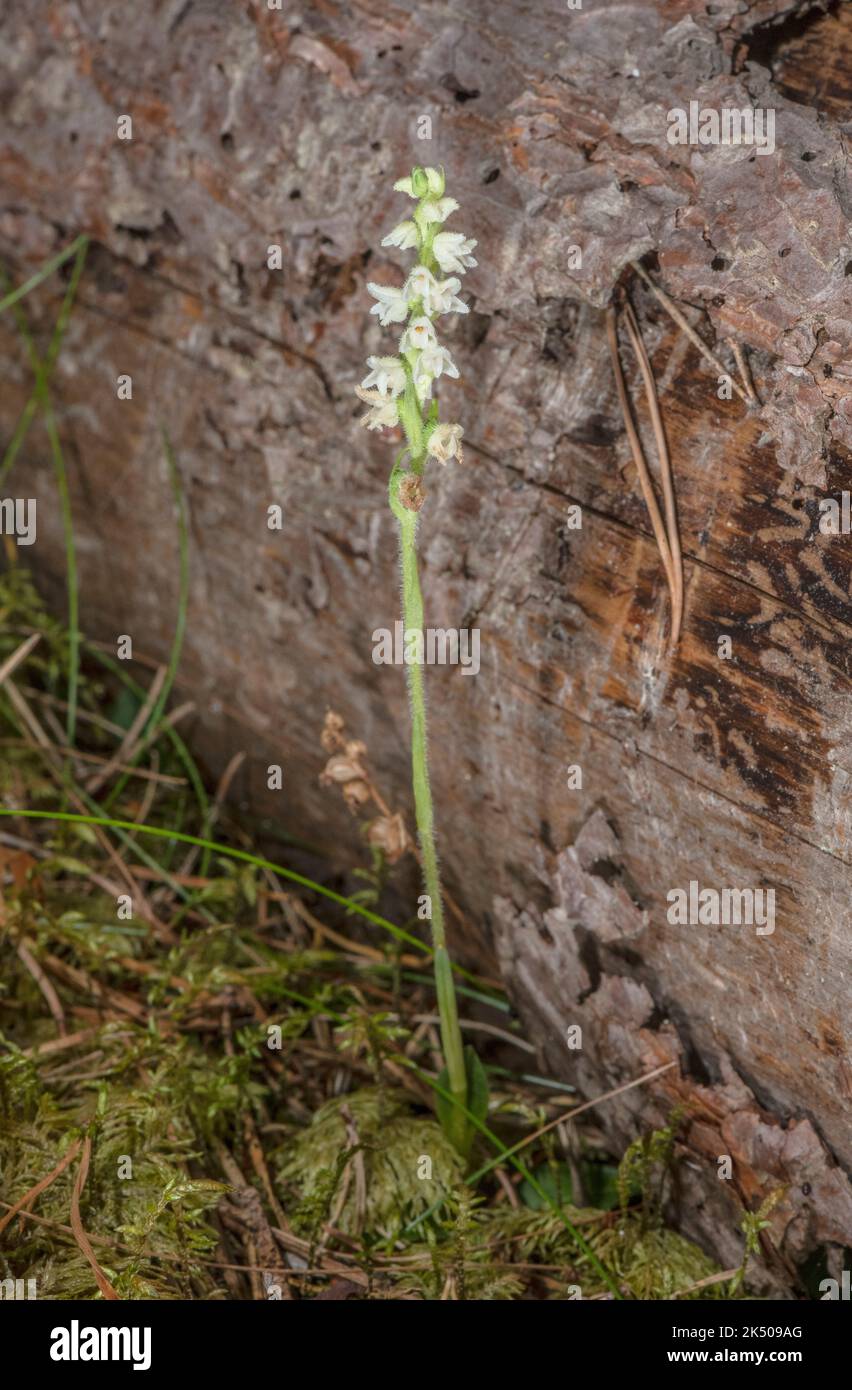 Creeping lady's-tresses, Goodyera repens, in flower in late summer in ancient Caledonian Pine Forest. Stock Photo