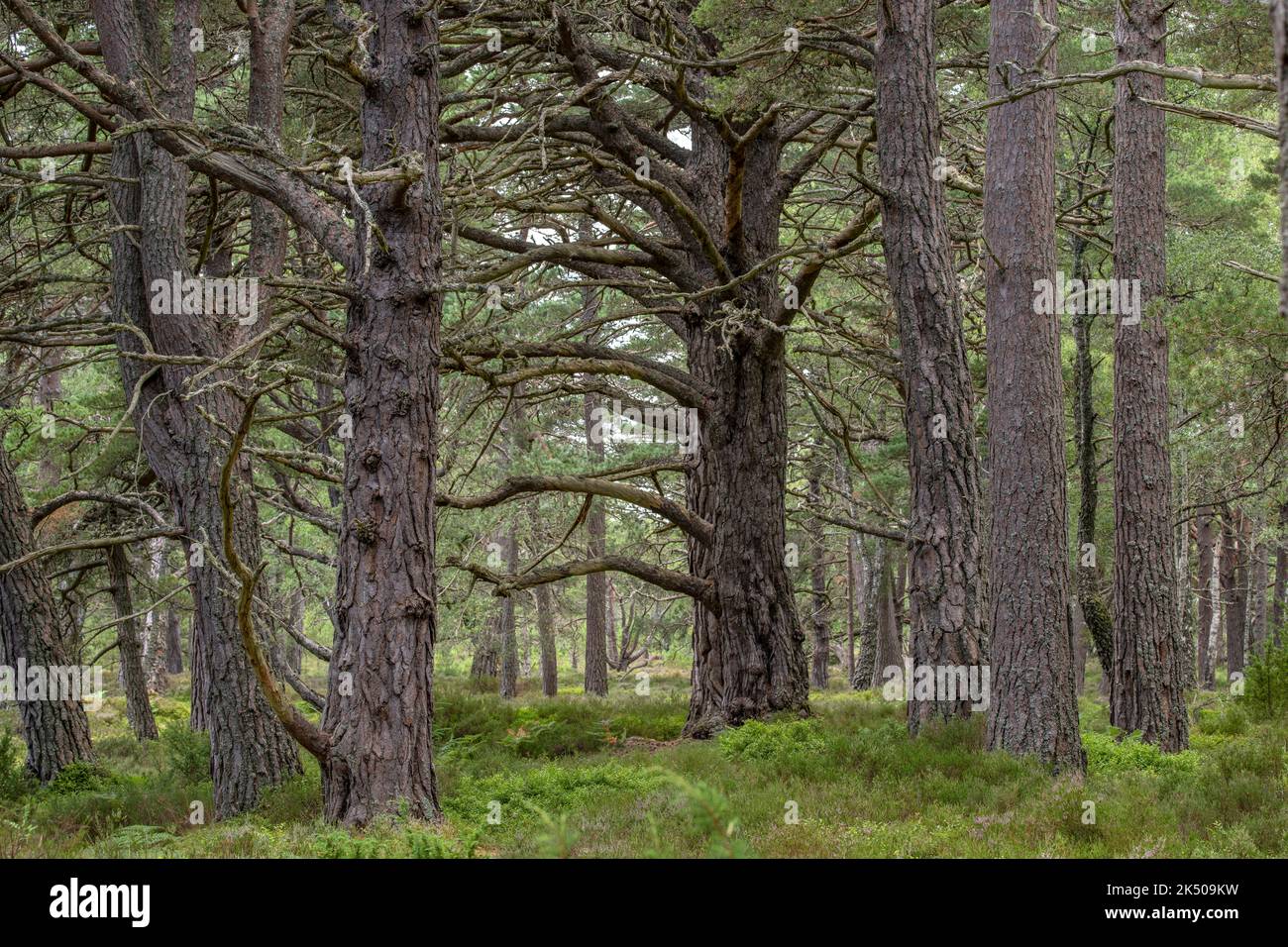 Old growth Scots Pines in Caledonian Pine Forest, Rothiemurchus Estate