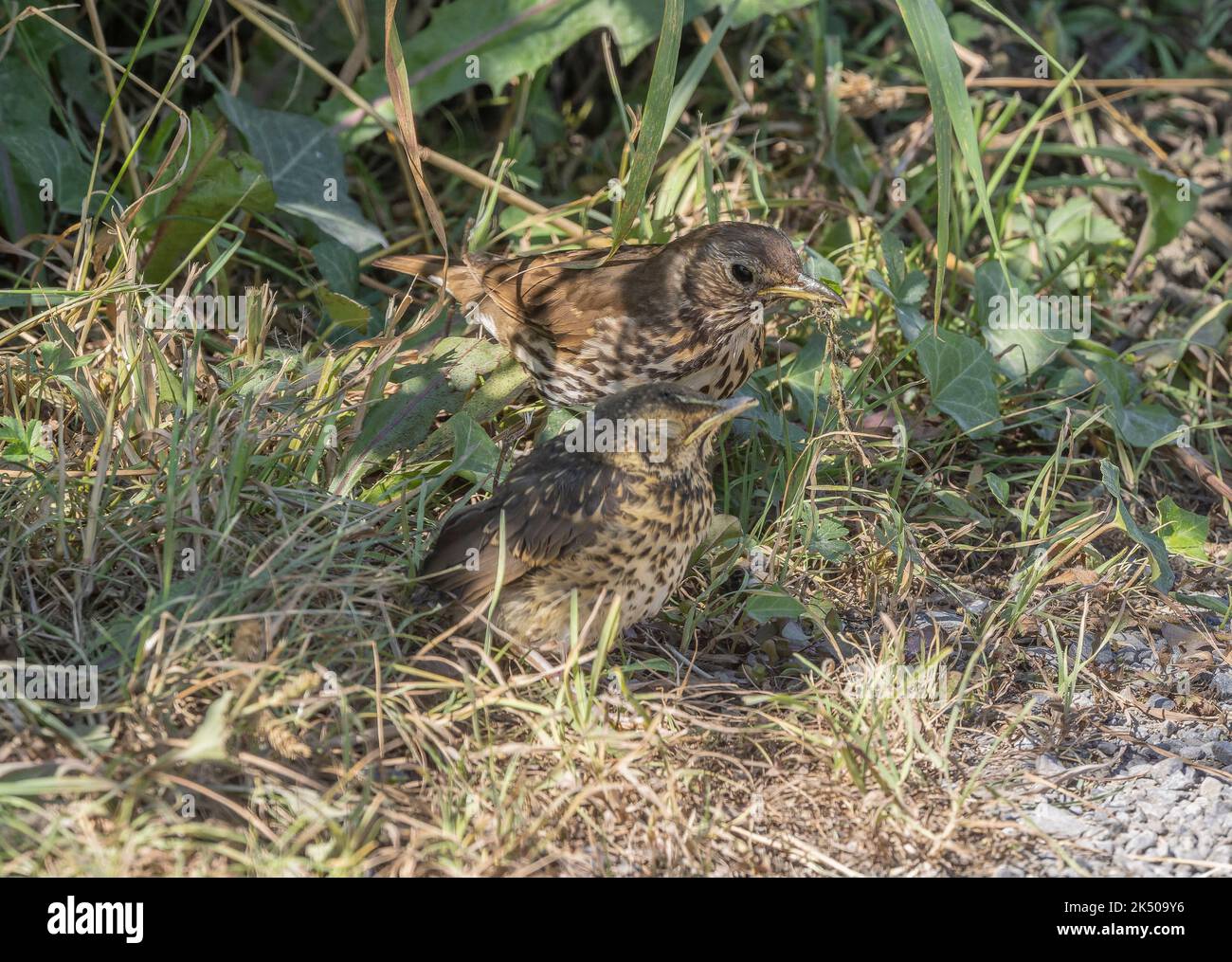 Song Thrush, Turdus philomelos, mother feeding juvenile in dry weather. Stock Photo