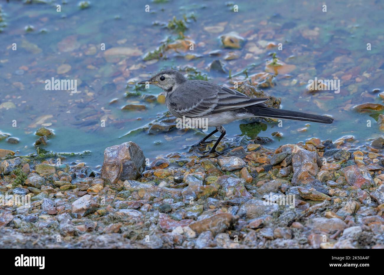 Pied wagtail, Motacilla alba yarrellii, feeding along lake shore. Stock Photo