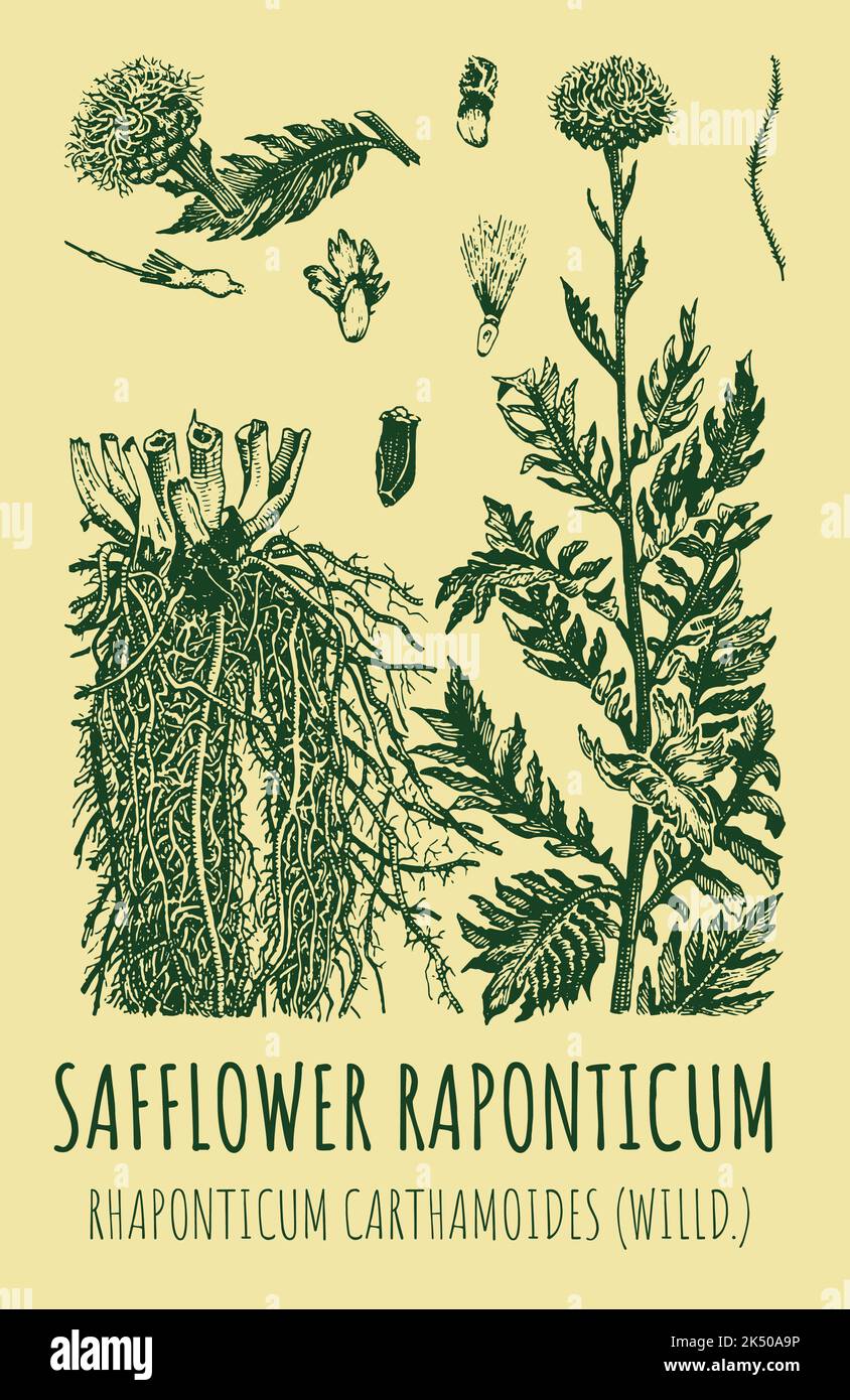 Vector drawings of SAFFLOWER RAPONTICUM . Hand drawn illustration. Latin name Rhaponticum carthamoides. Stock Photo