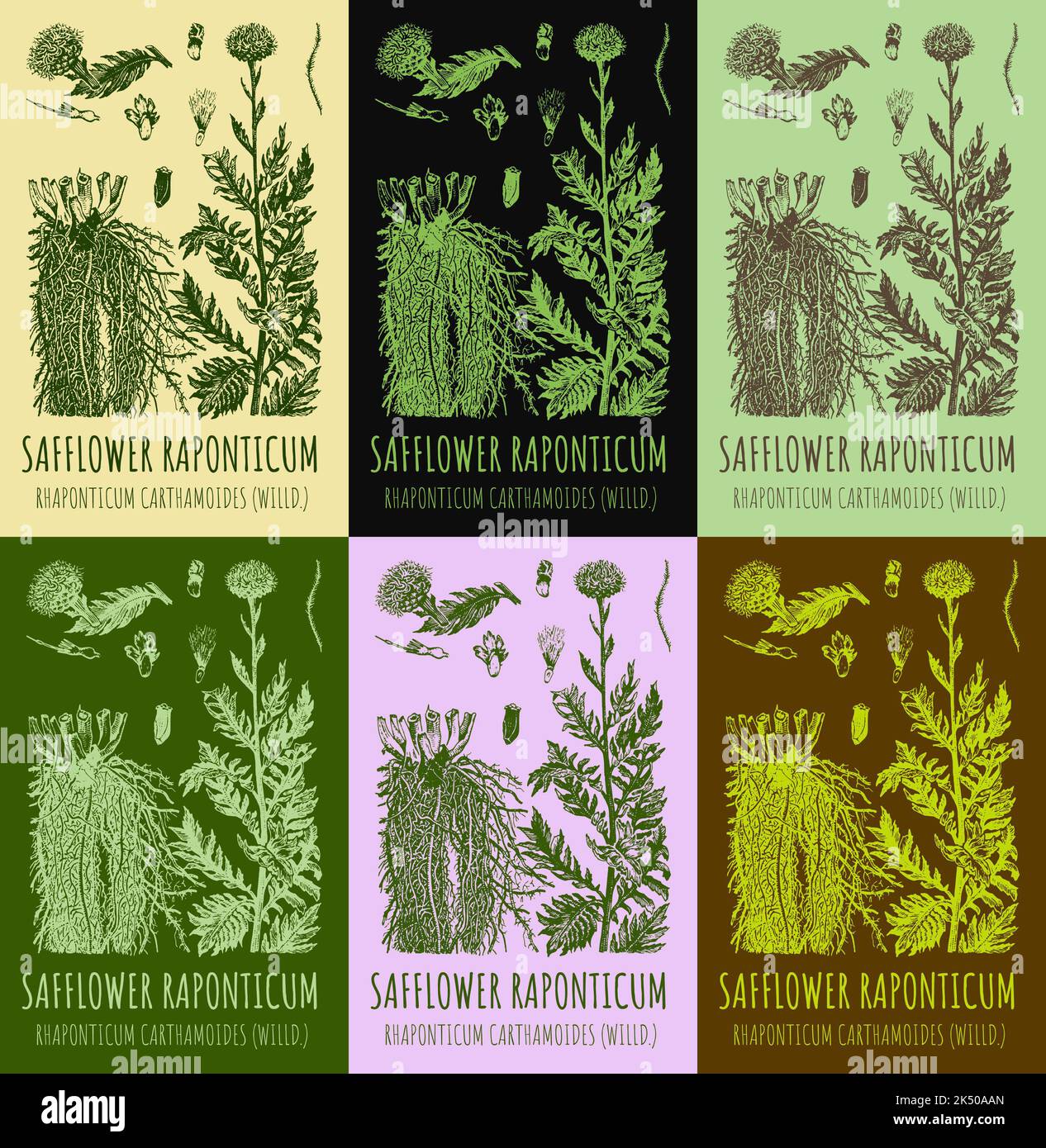 Set of vector drawings of SAFFLOWER RAPONTICUM in different colors. Hand drawn illustration. Latin name Rhaponticum carthamoides. Stock Photo