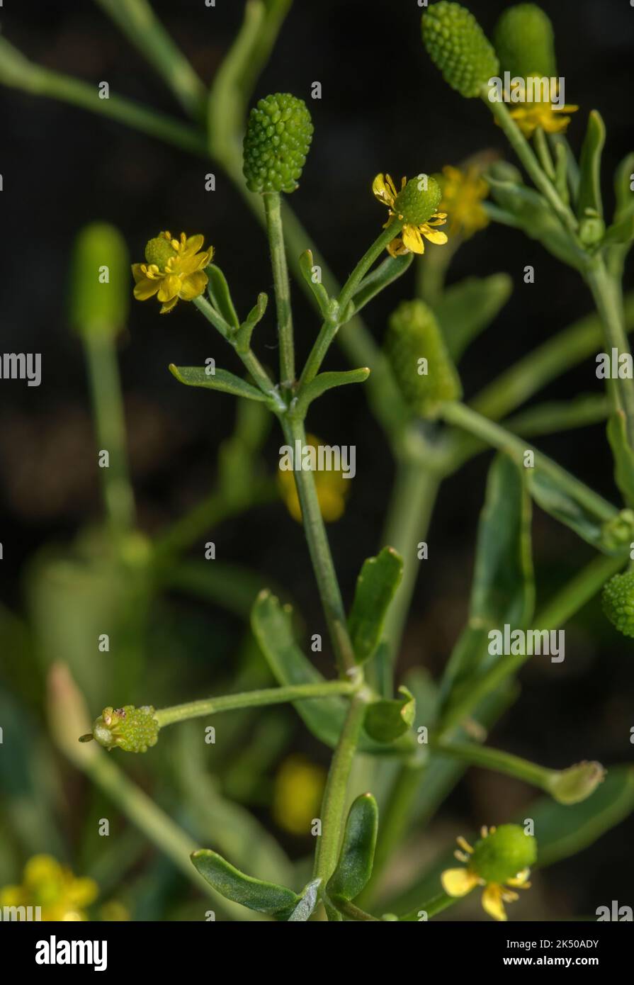 Celeryleaved buttercup, Ranunculus sceleratus, in flower and fruit in brackish coastal marsh