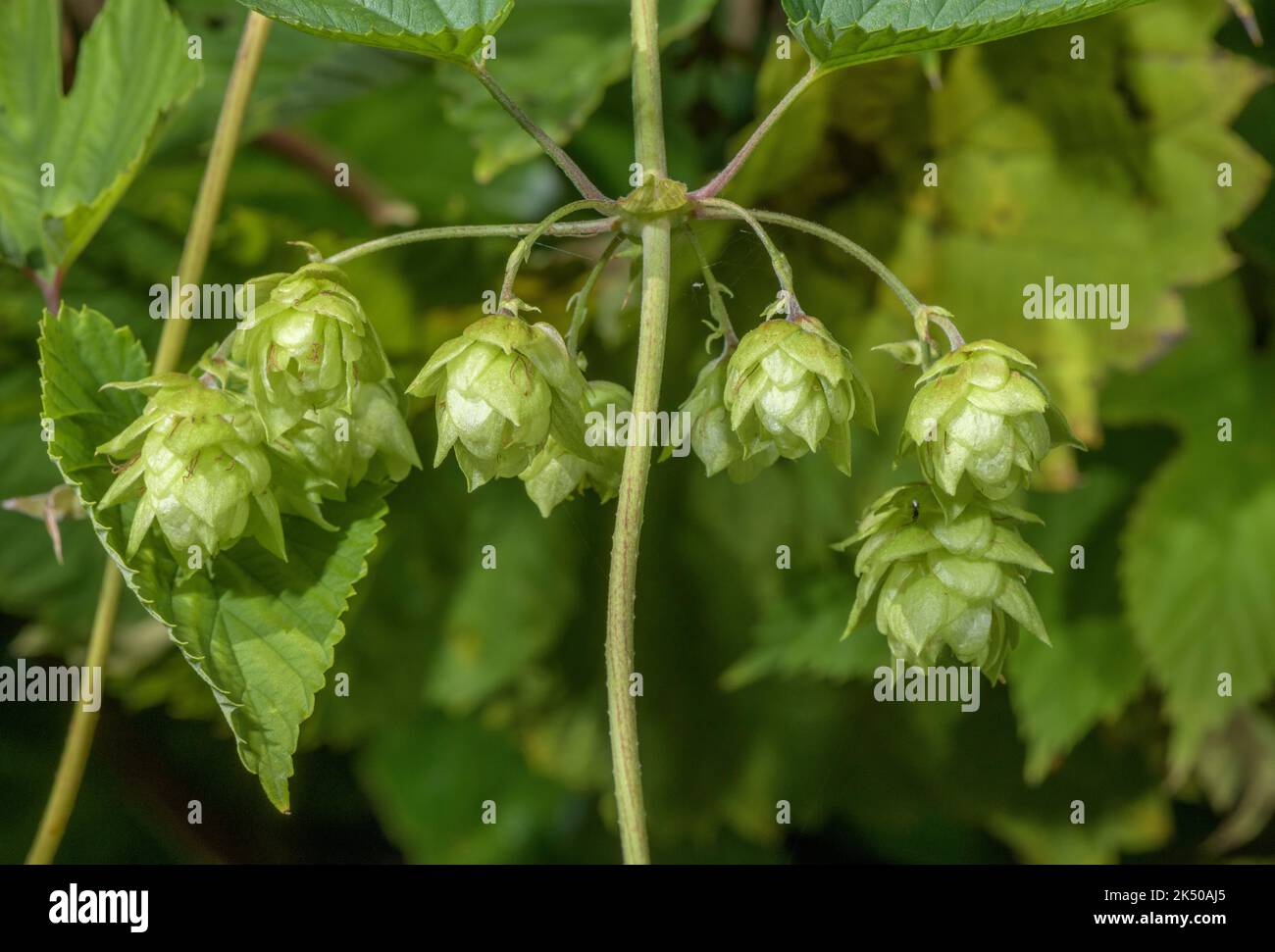 Houblon humulus lupulus hi-res stock photography and images - Alamy
