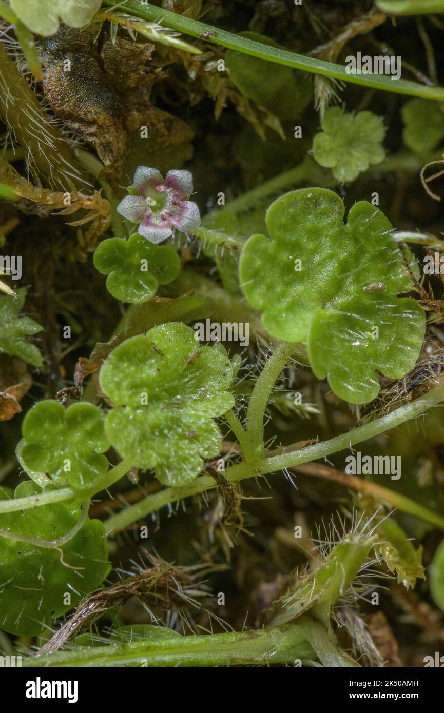 Cornish moneywort, Sibthorpia europaea, in flower in damp shady valley, Quantocks, Somerset. Good example of disjunct distribution. Stock Photo