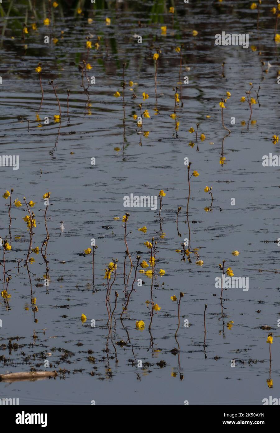Greater bladderwort, Utricularia vulgaris, in flower en masse in lake on the Somerset Levels. Stock Photo