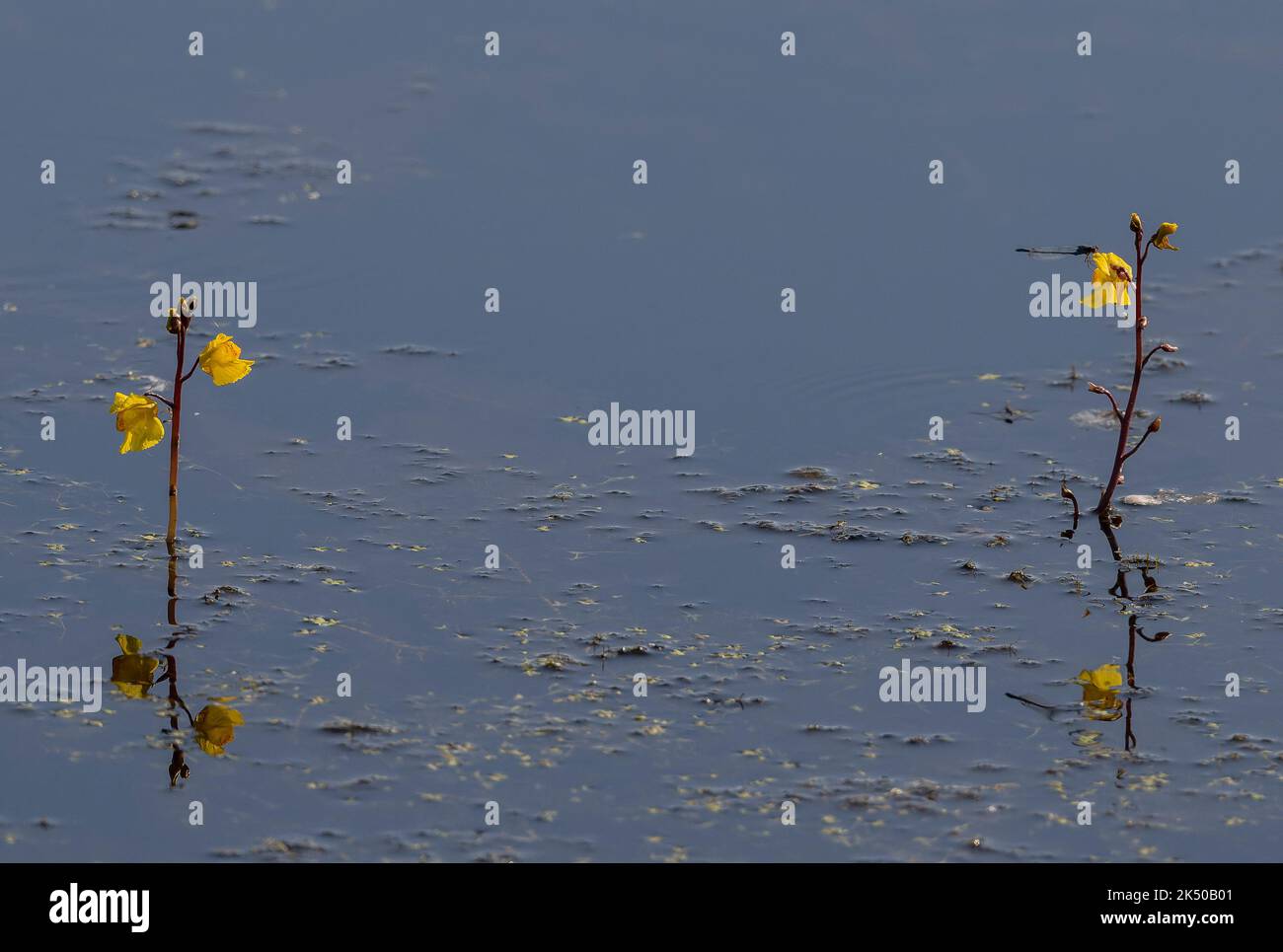 Greater bladderwort, Utricularia vulgaris, in flower  in lake on the Somerset Levels. Stock Photo