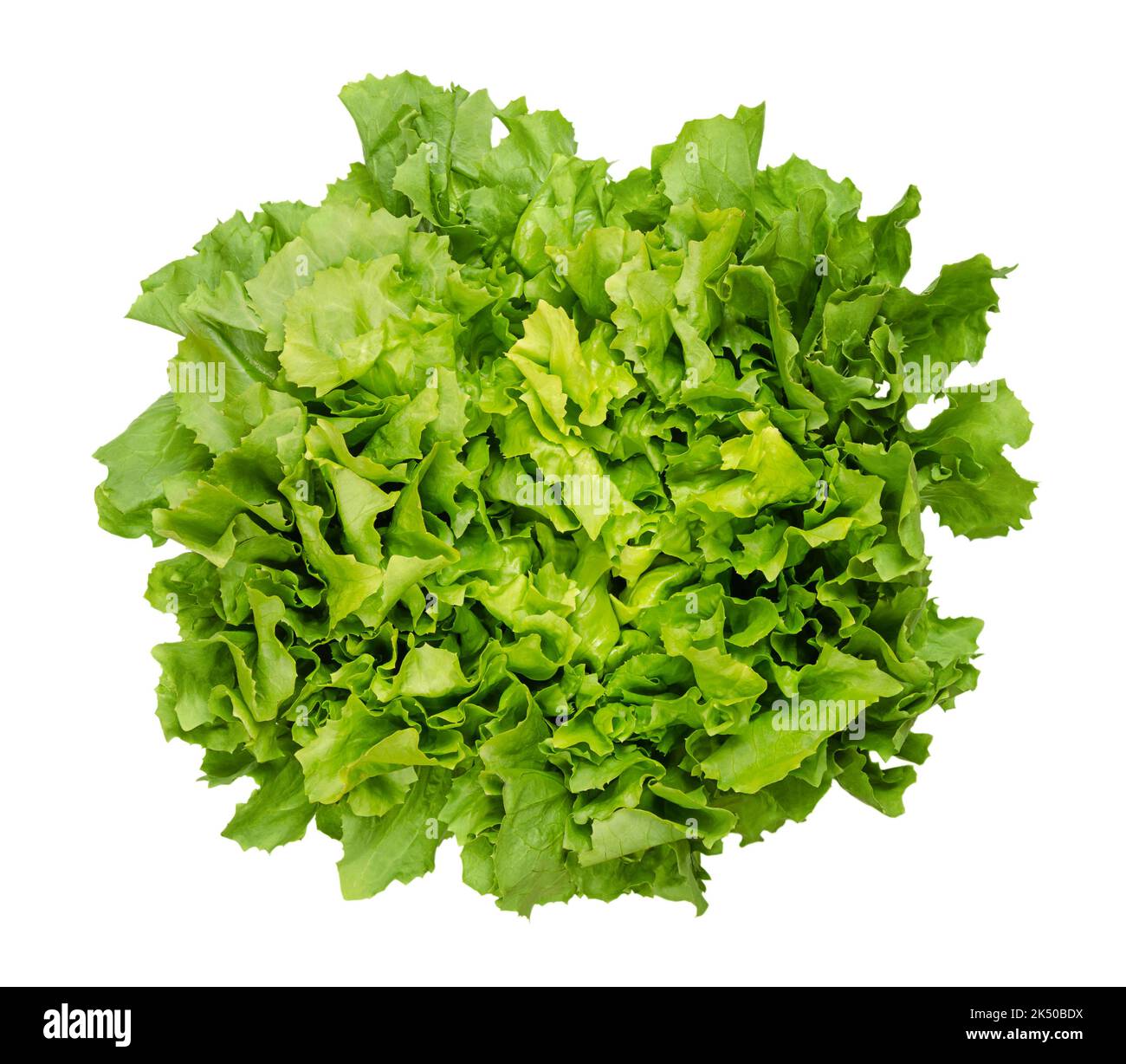 Broad leaved endive hires stock photography and images Alamy