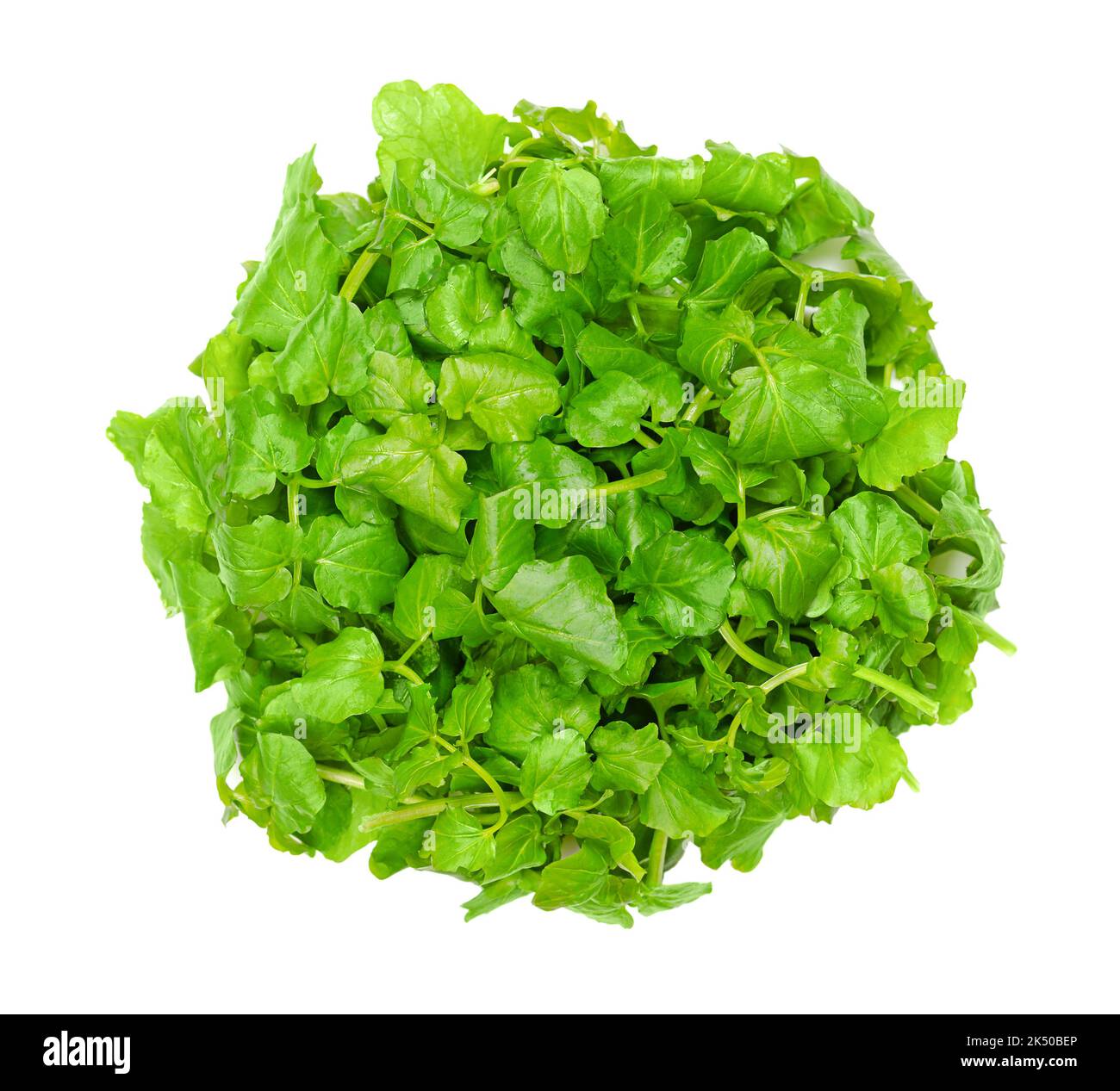 Watercress, yellowcress, from above. Fresh, raw and green leaves of Nasturtium officinale, an aquatic flowering plant with a piquant flavor. Stock Photo