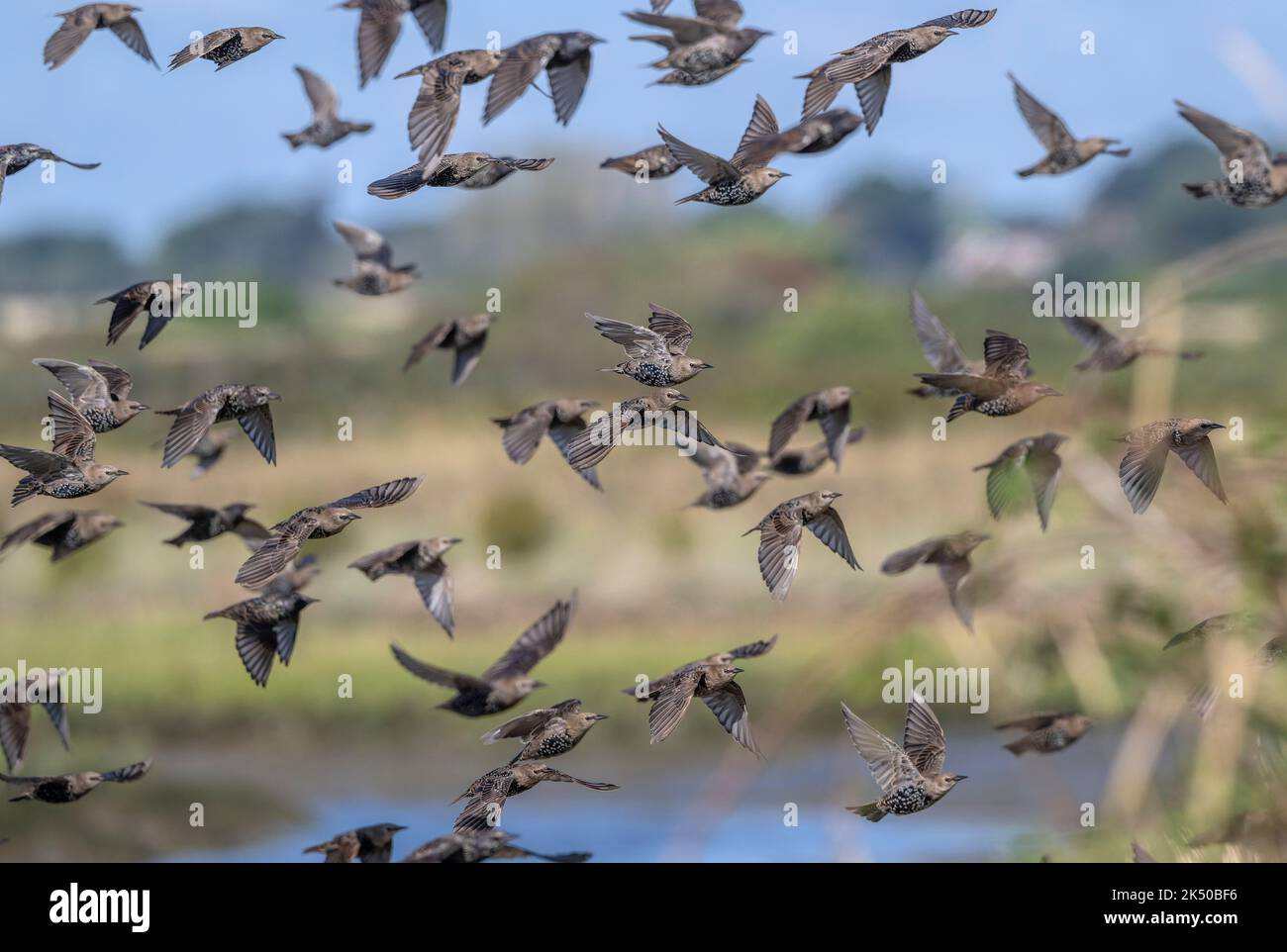 Flock of Starlings, Sturnus vulgaris, flying over saltmarsh in late summer. Hampshire. Stock Photo