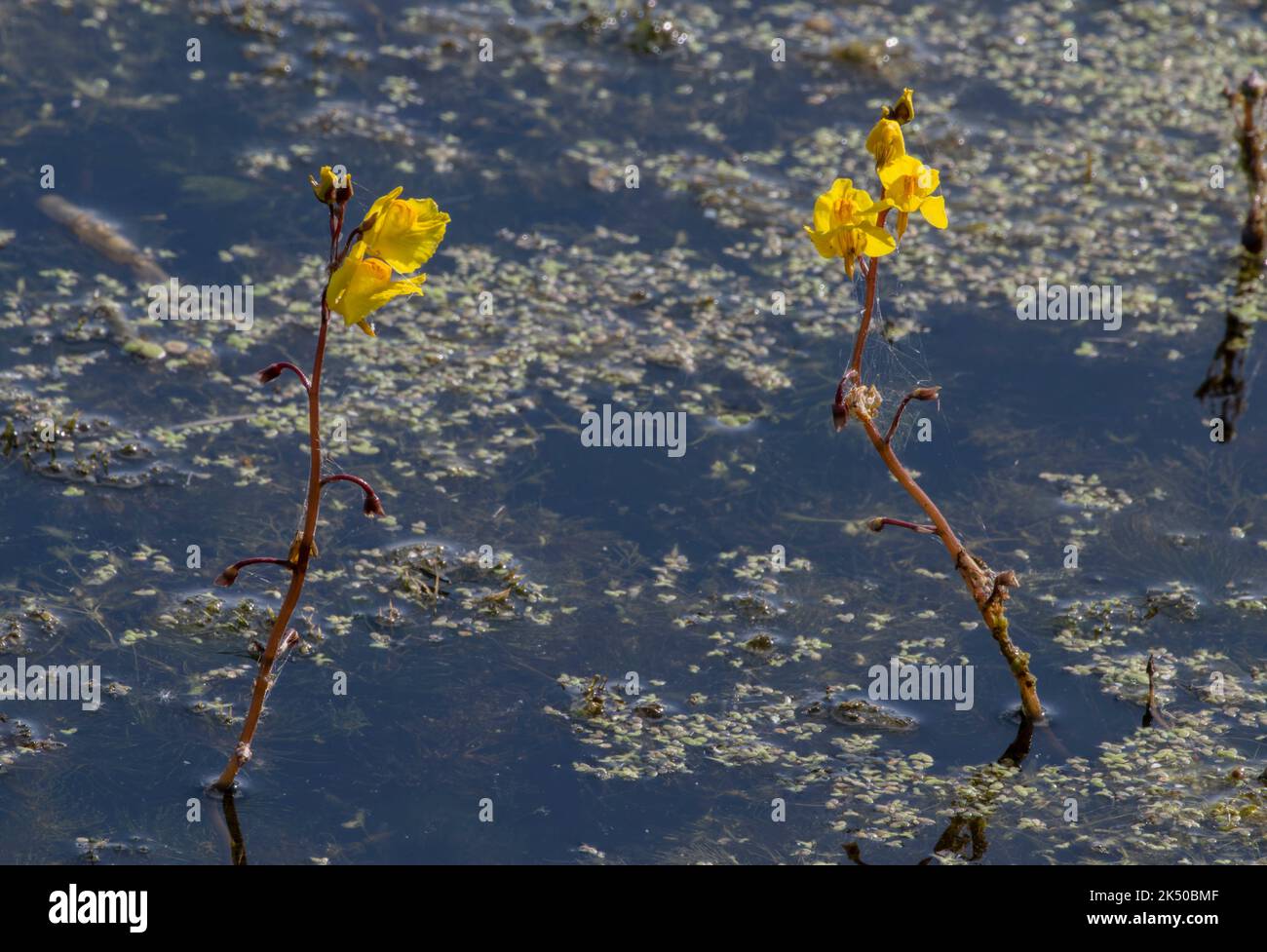 Greater bladderwort, Utricularia vulgaris, in flower  in lake on the Somerset Levels. Stock Photo