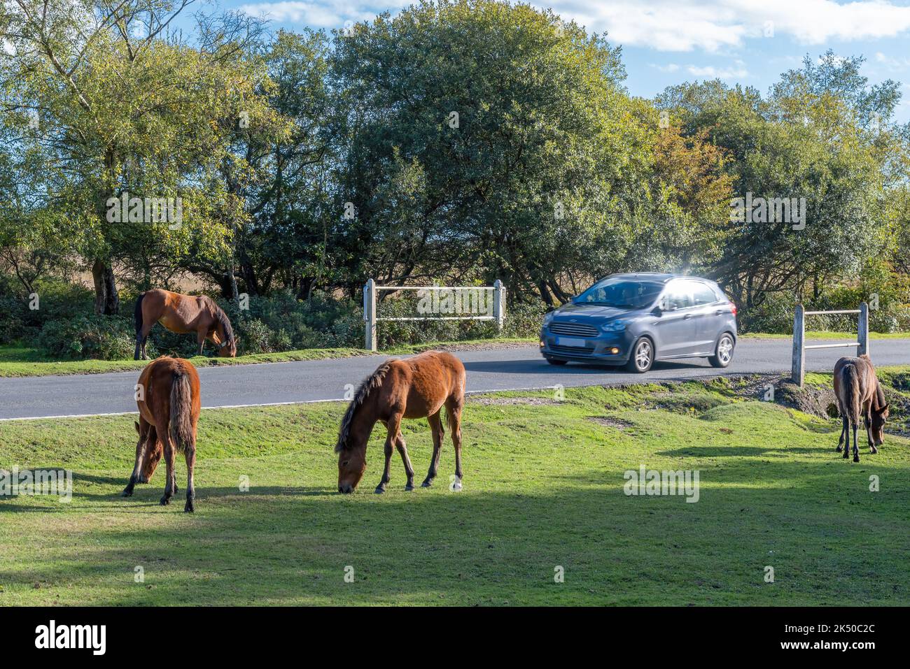 New Forest Ponies roam freely in the National Park in Hampshire, England Stock Photo