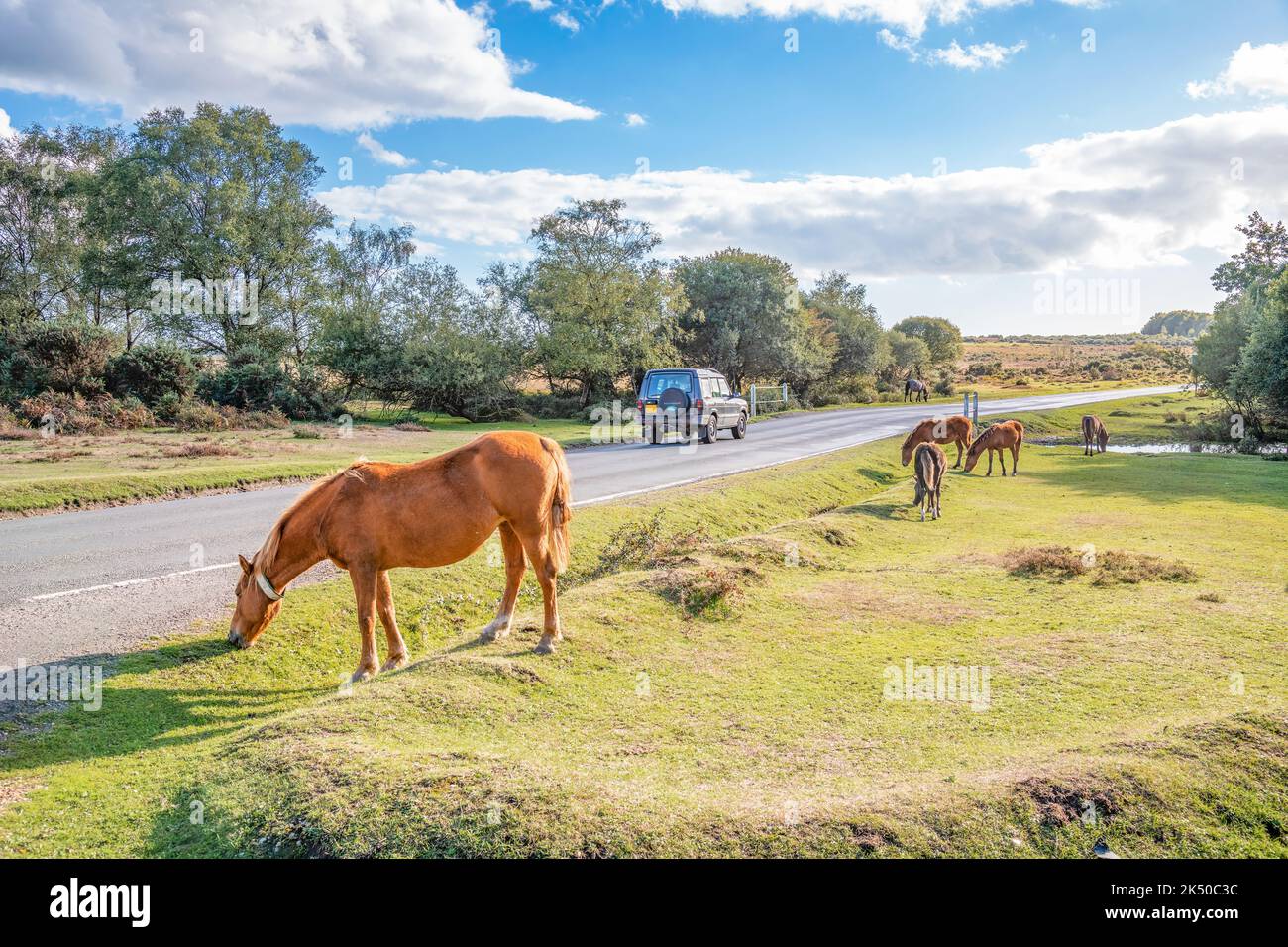 New Forest Ponies roam freely in the National Park in Hampshire, England Stock Photo