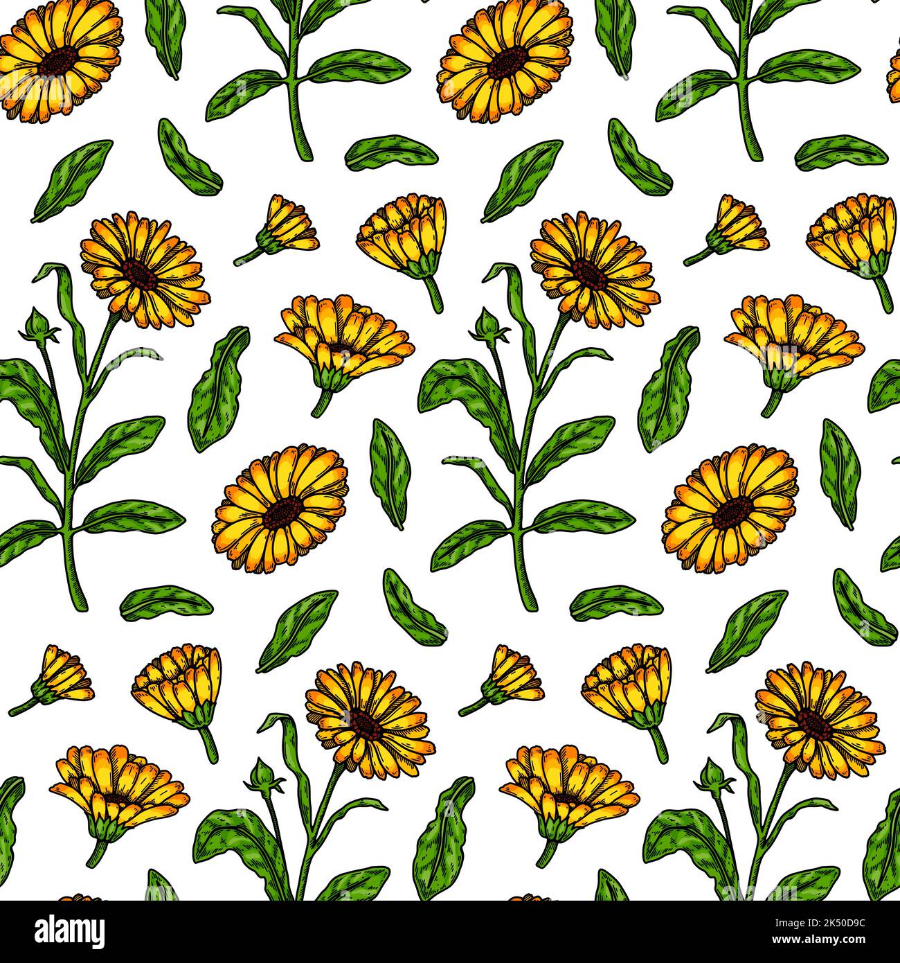Hand drawn calendula seamless pattern. Vector illustration in colored ...