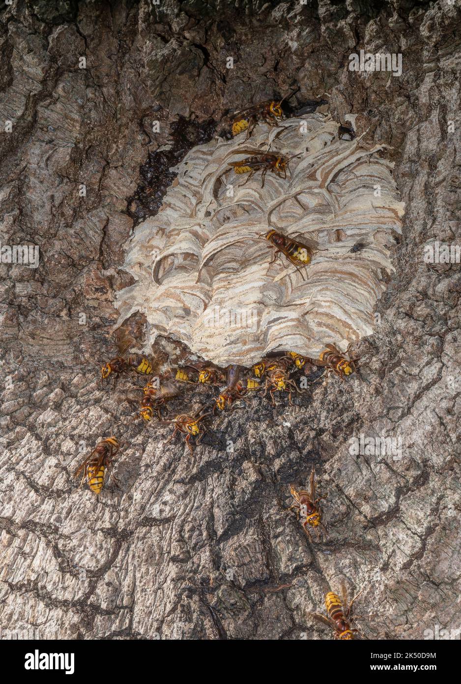 Activity Around The Nest Of European Hornet Vespa Crabro In Cavity In activity-around-the-nest-of-european-hornet-vespa-crabro-in-cavity-in