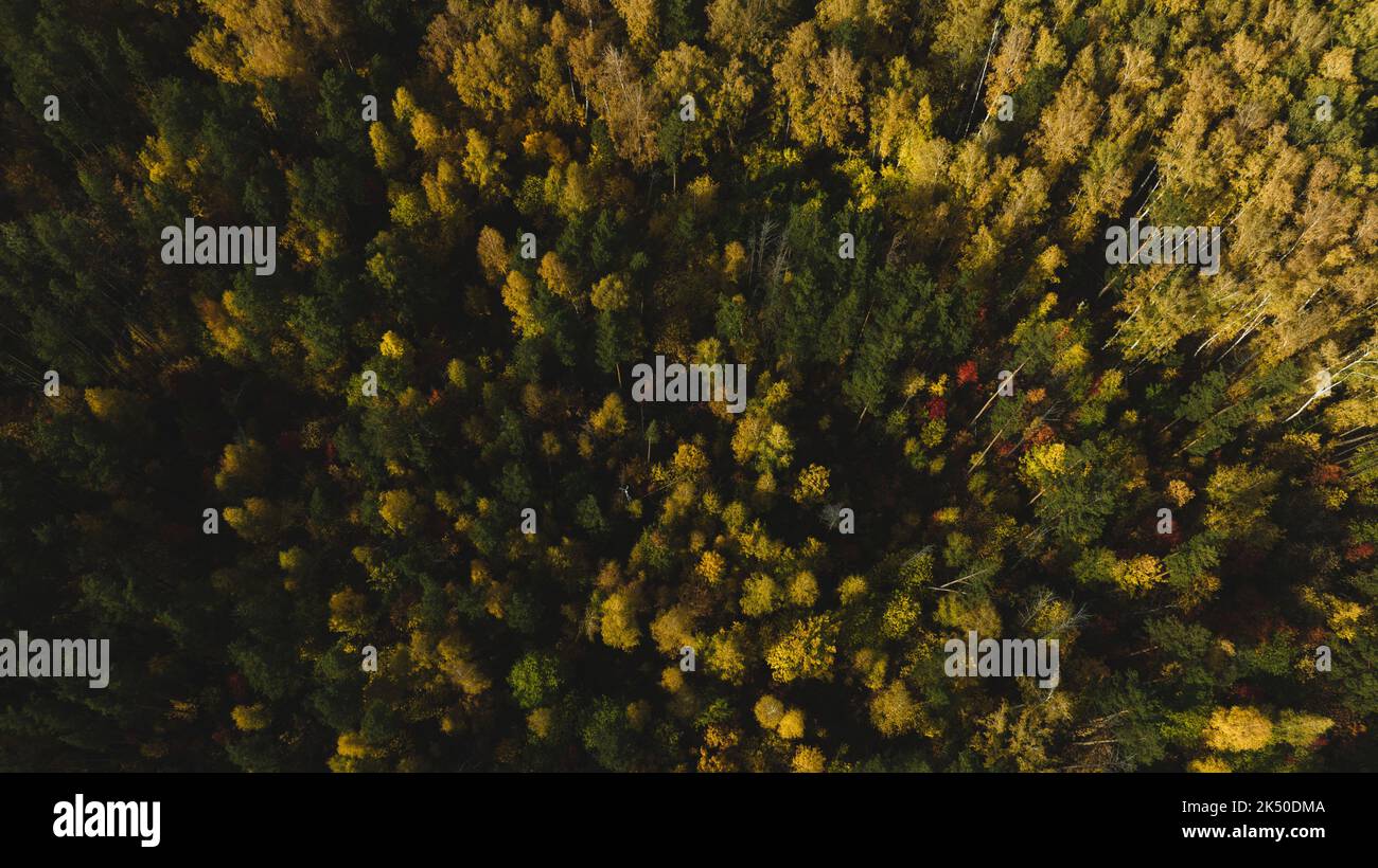 Beautiful fall shot over forest hi-res stock photography and images - Alamy