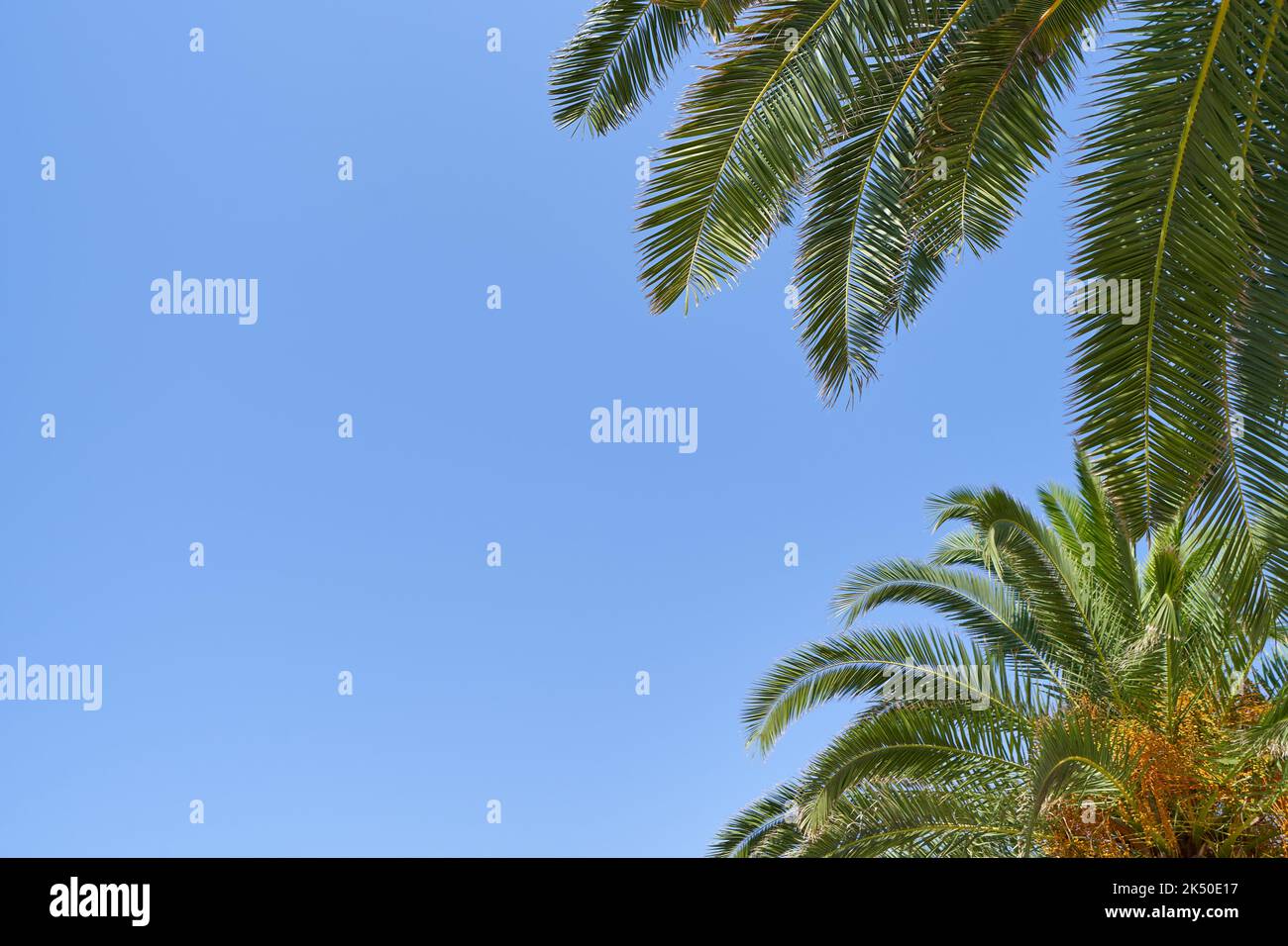 Vivid palm fronds on blue sky with copy space. Stock Photo