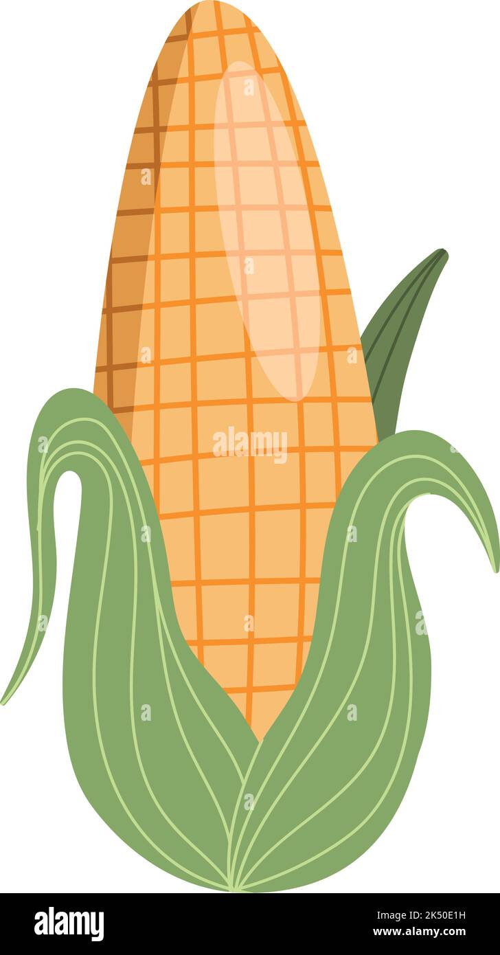 fresh corn vegetable organic food Stock Vector Image & Art - Alamy