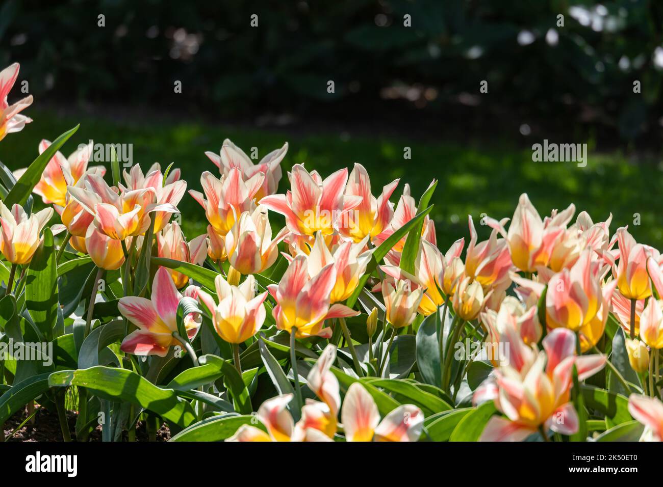 Beautiful spring flowers in the garden Stock Photo - Alamy