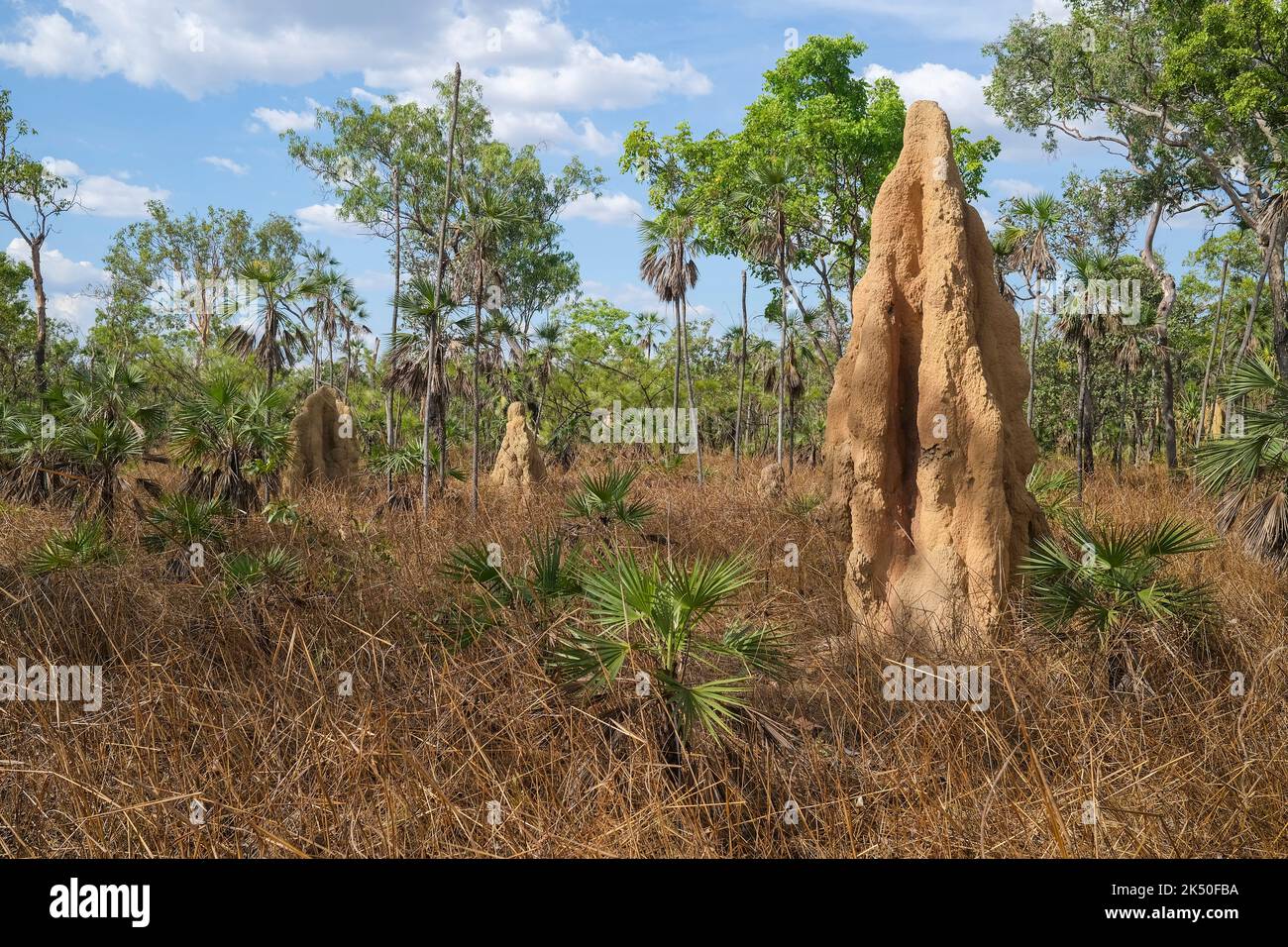 Cathedral Termite, Nasutitermes triodiae, termite mounds in Litchfield National Park, in the Northern Territory of Australia. Stock Photo