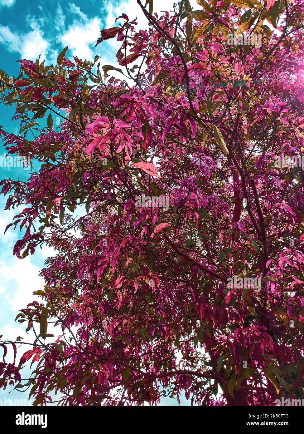 The pink leaves of an exotic tree on blue sky. Lecythis pisonis (Sapucaia in portuguese) tree. Stock Photo