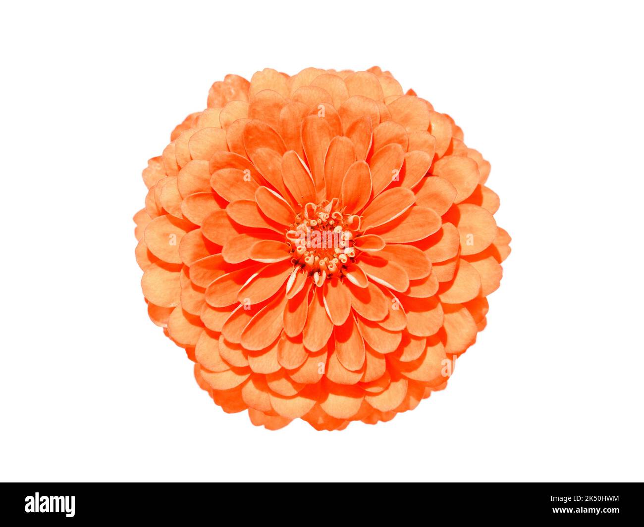 Orange flower of elegant zinnia isolated on white, Zinnia elegans Stock Photo