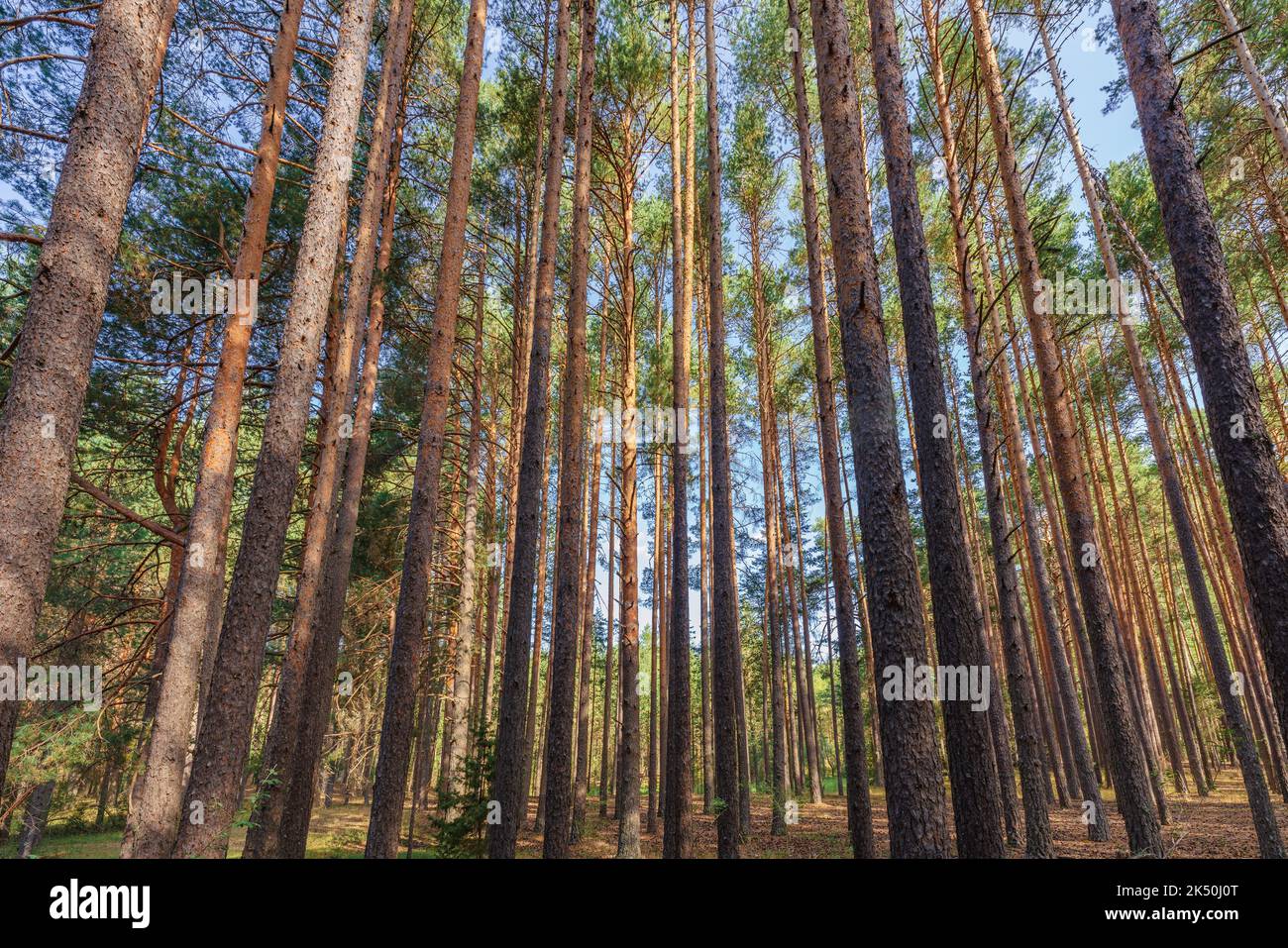 Natural landscape of a dense pine tree forest in Serranía de Cuenca, Spain Stock Photo