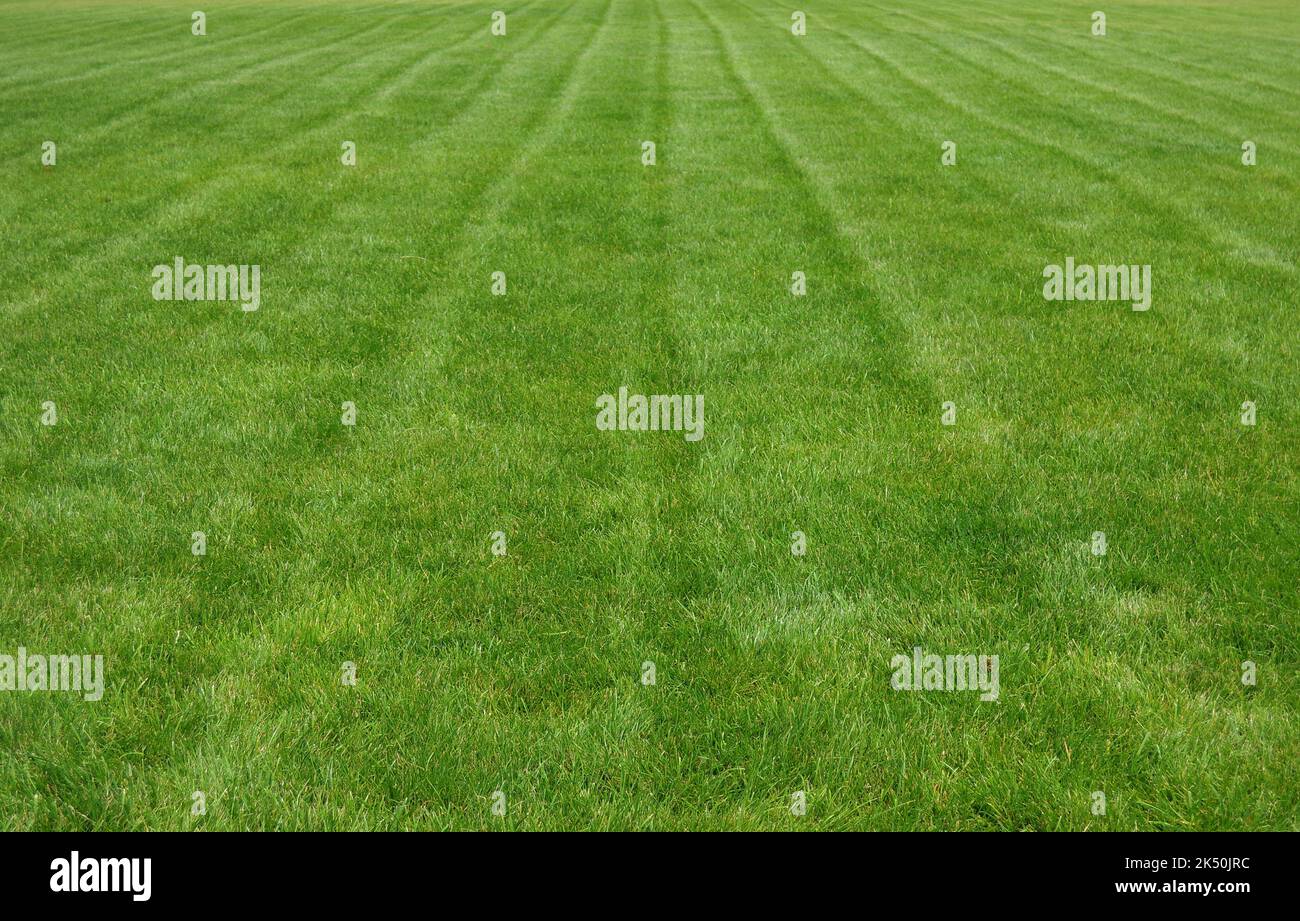 Traces of a lawn mower on a  grass lawn after mowing with a lawn mower Stock Photo