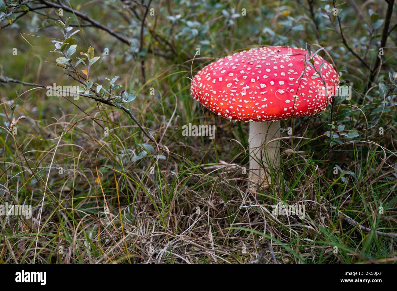 Toxic red toadstool in green heath landscape (Fly agaric amanita ...