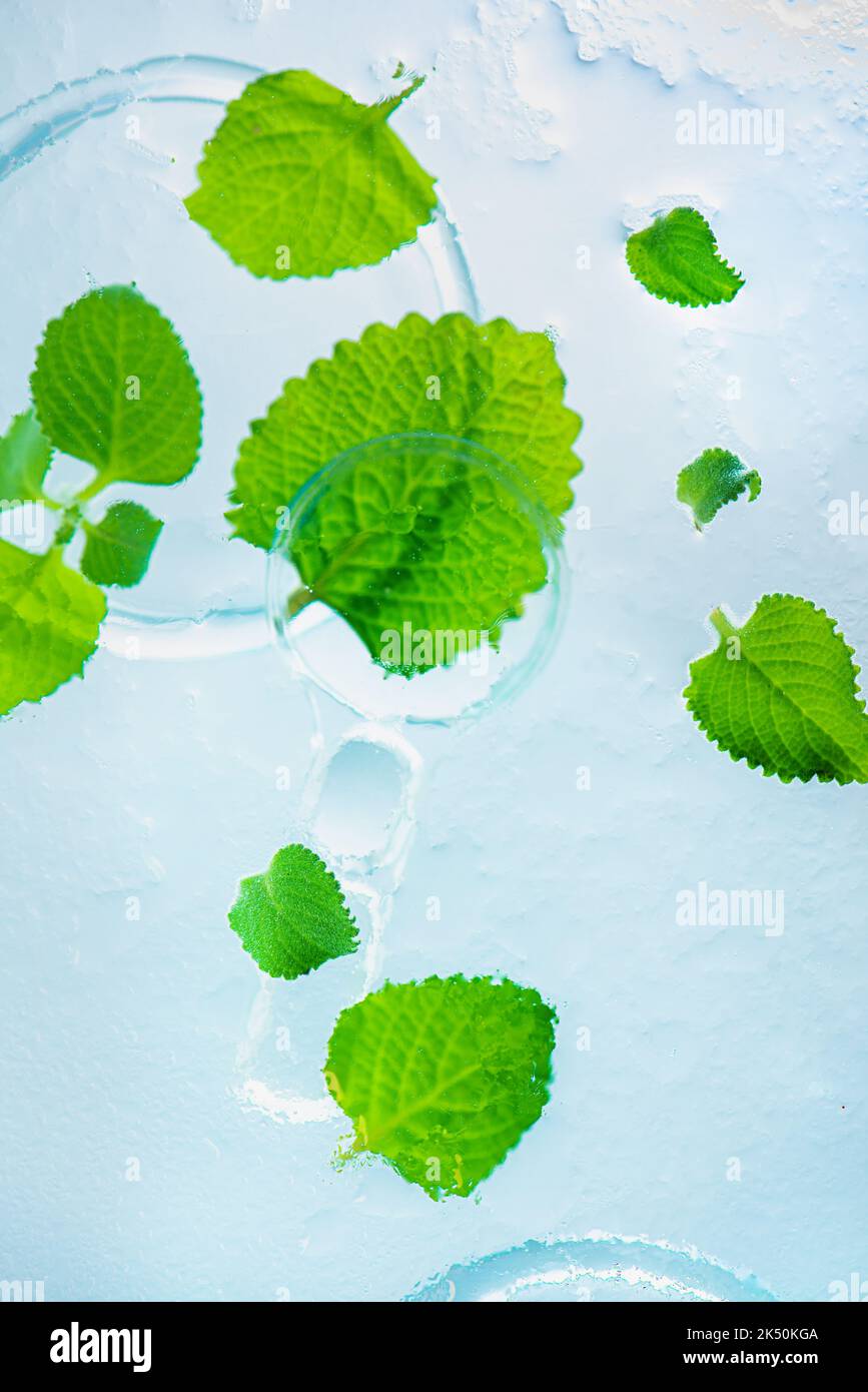 Mint leaves and magnifying glass with water drops, beauty, pharmacy and medicine theme Stock Photo