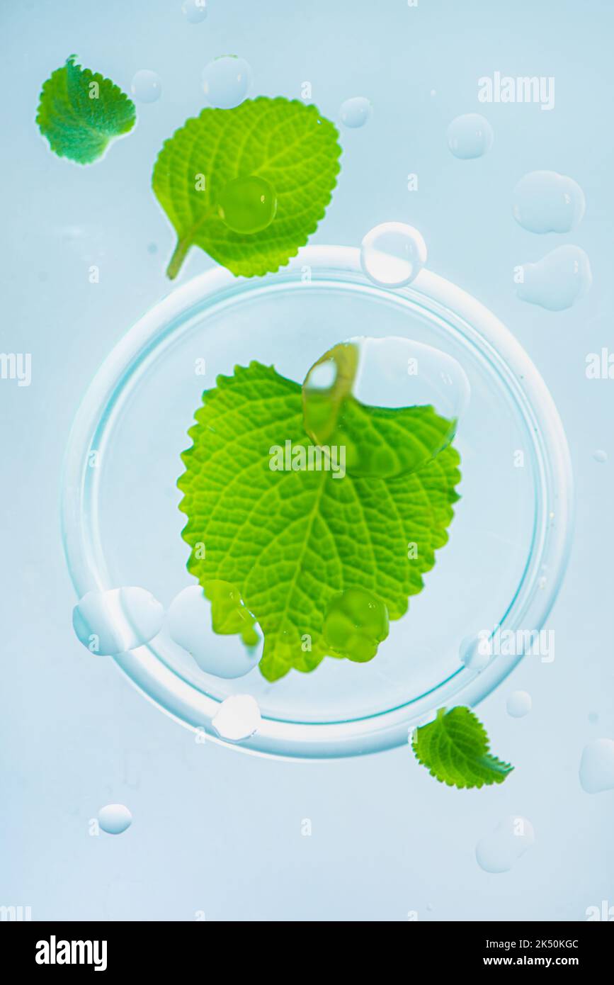 Mint leaves with water drops, beauty, pharmacy and medicine theme Stock Photo