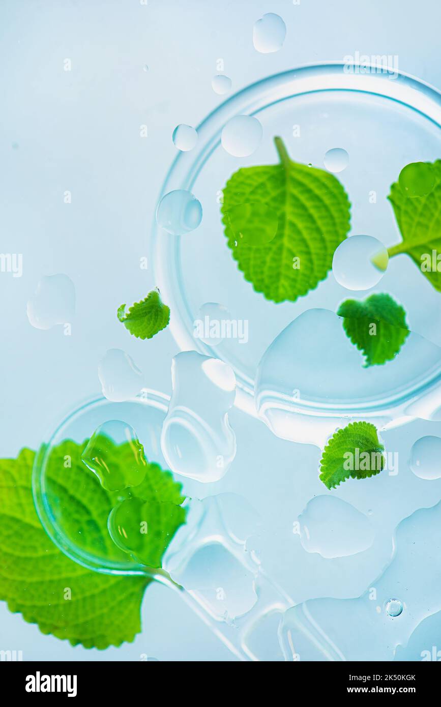 Mint leaves with water drops, beauty, pharmacy and medicine theme Stock Photo