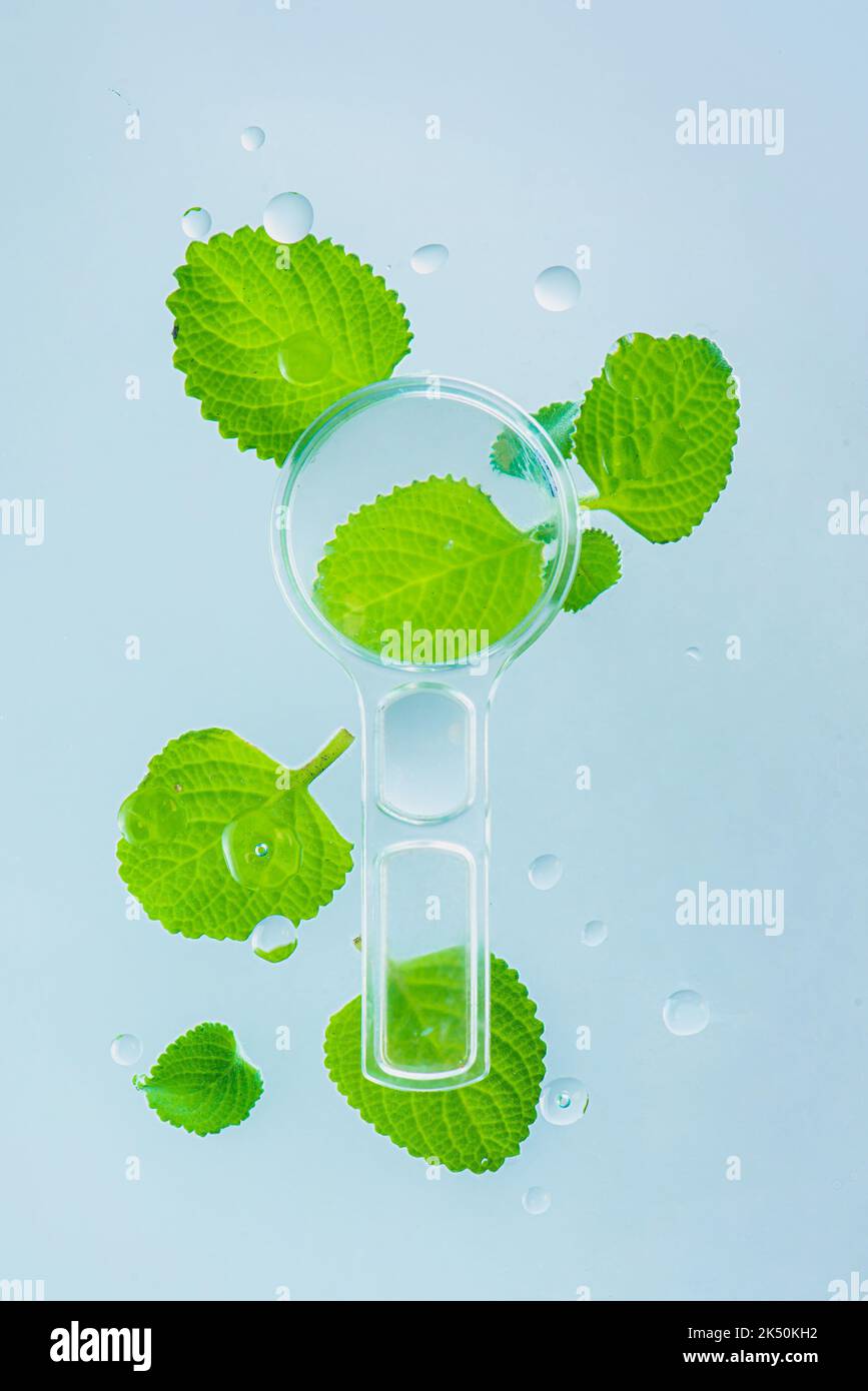 Mint leaves and magnifying glass with water drops, beauty, pharmacy and medicine theme Stock Photo