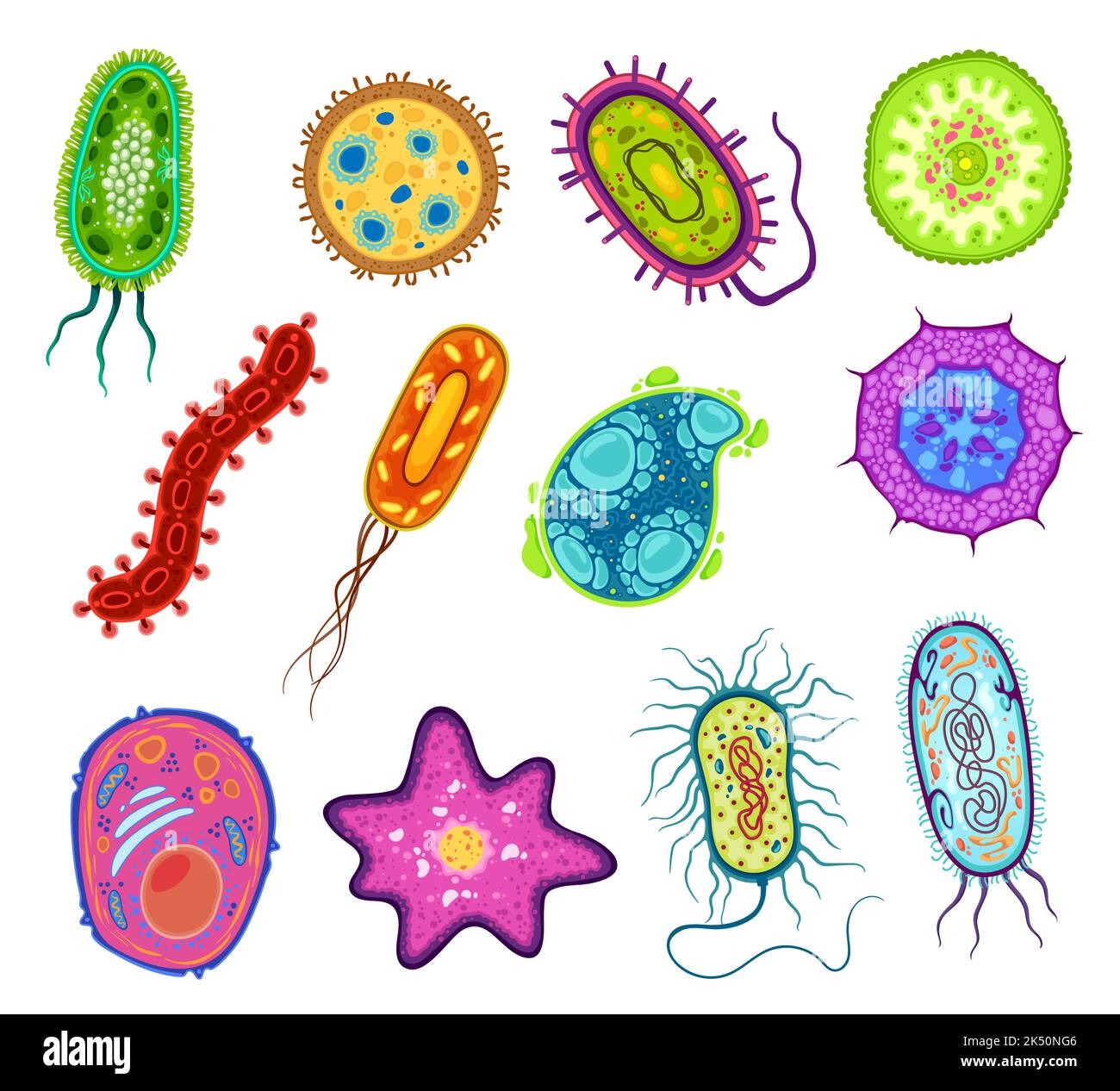 Protozoa, protista and amoeba microorganism cells, vector micro organism. Ameba and protist unicellular cells in lab microscope, protozoan eukaryotic organism types Stock Vector