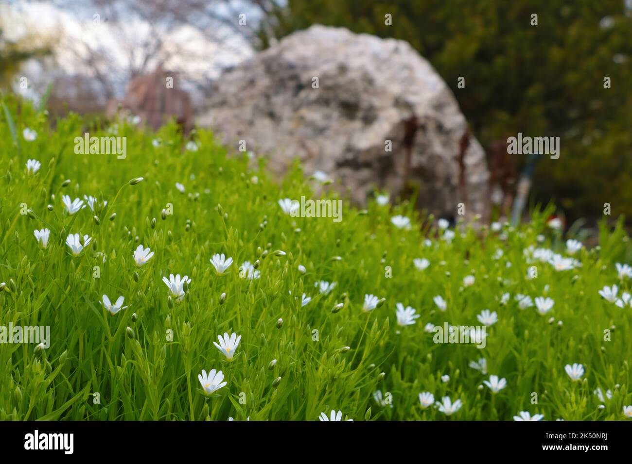 The delicate Meadow Starworts (Stellaria palustris) grown in a field with a big rock and trees in the background Stock Photo