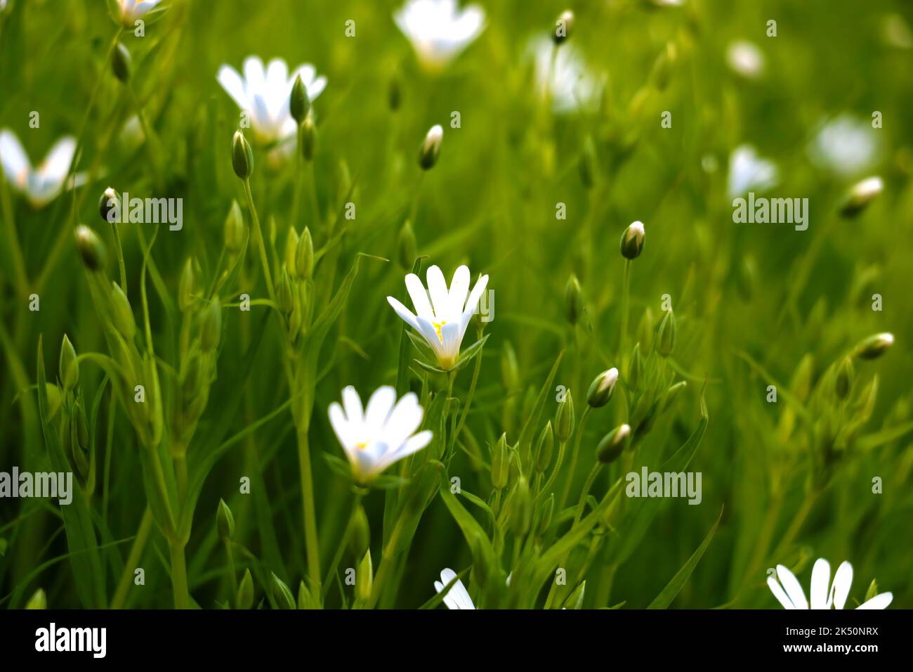 A closeup shot of delicate Meadow Starworts (Stellaria palustris) grown in a field Stock Photo