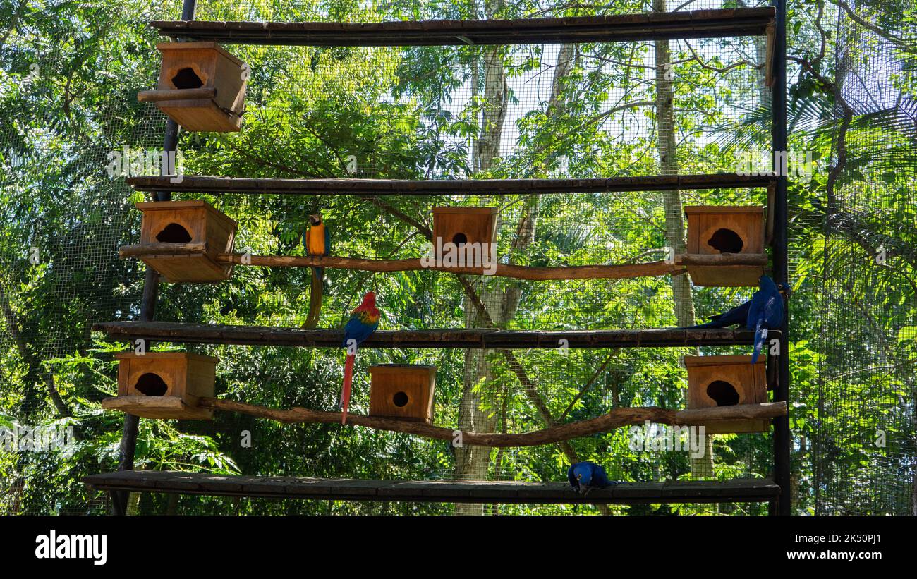 Image showcasing A beautiful shot of colorful Macaw parrots (Ara Macao) in a cage with ...