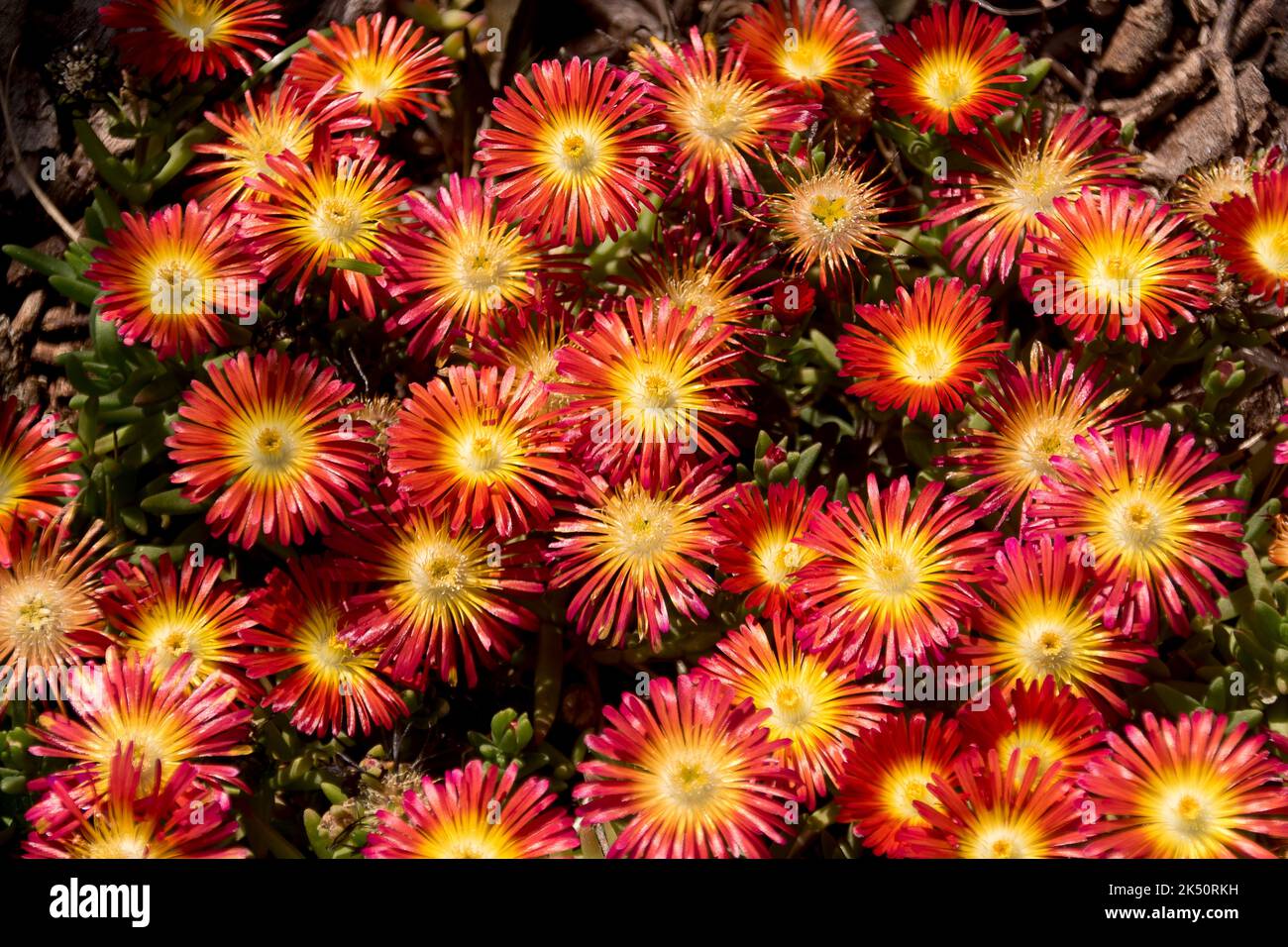 Bright orange and yellow flowers of ice plant, Orange Wonder